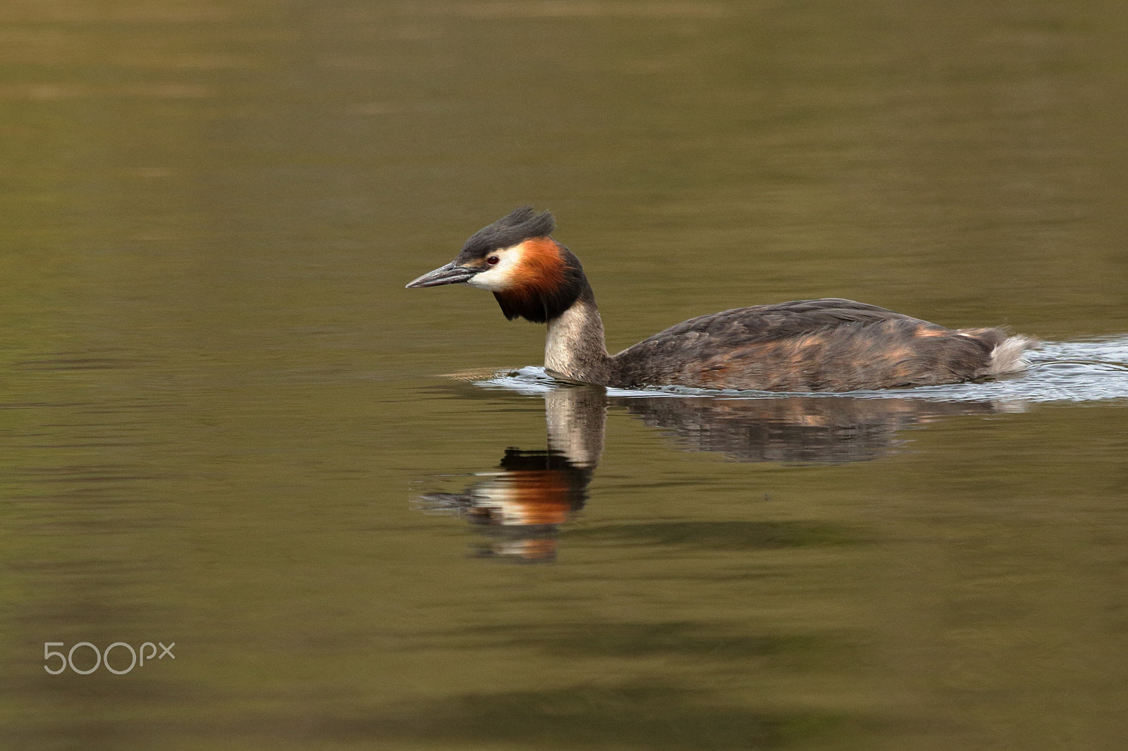 Canon EF 100-400mm F4.5-5.6L IS USM sample photo. Grebe photography