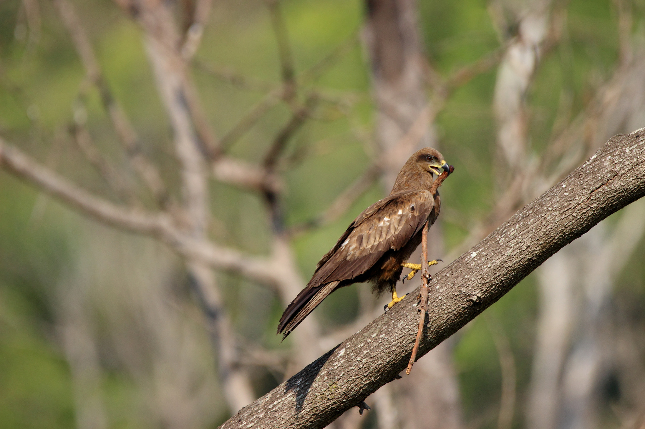Sigma 150-600mm F5-6.3 DG OS HSM | C sample photo. Eagle photography