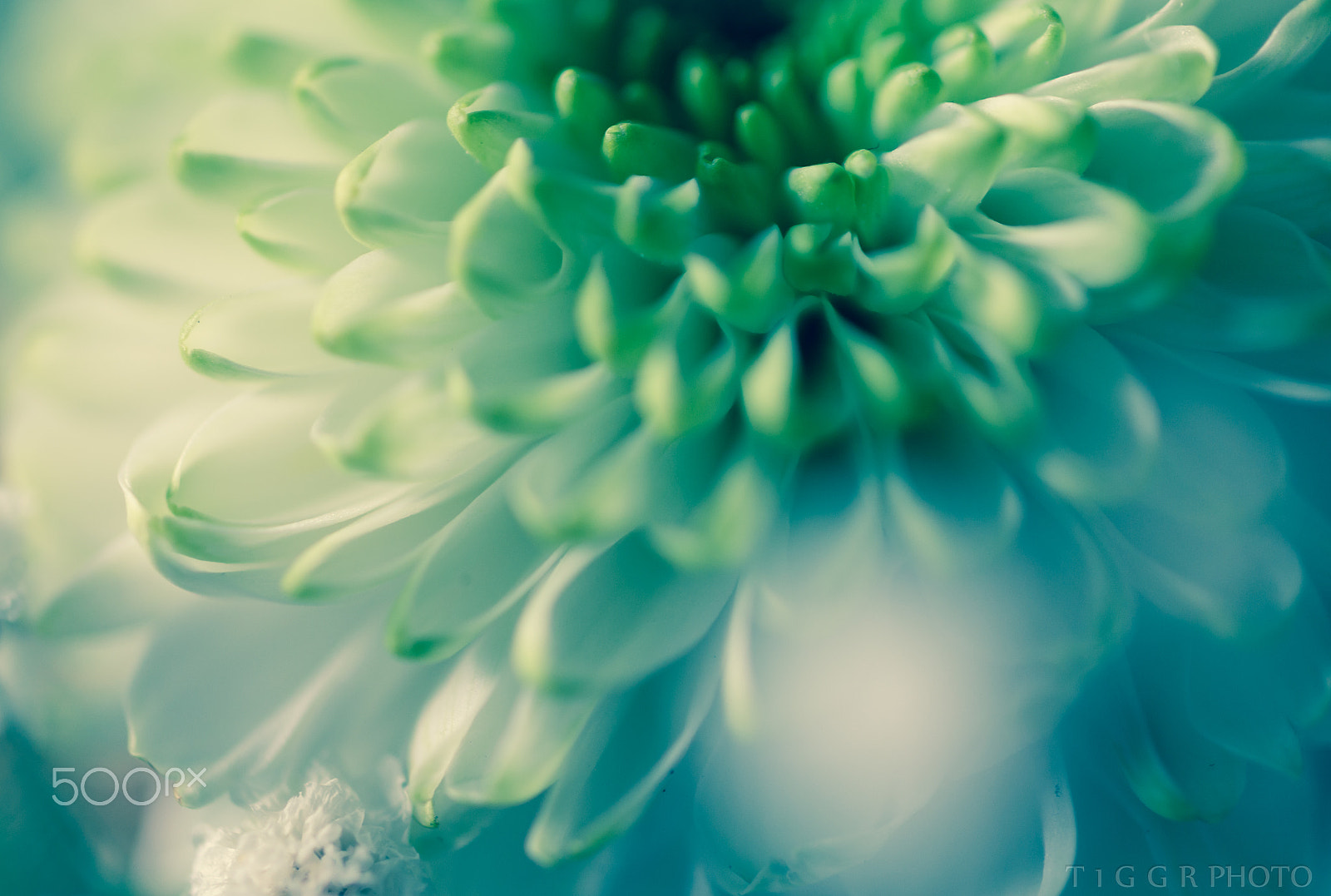 Samsung NX30 + Samsung NX 60mm F2.8 Macro ED OIS SSA sample photo. Where are you now? photography