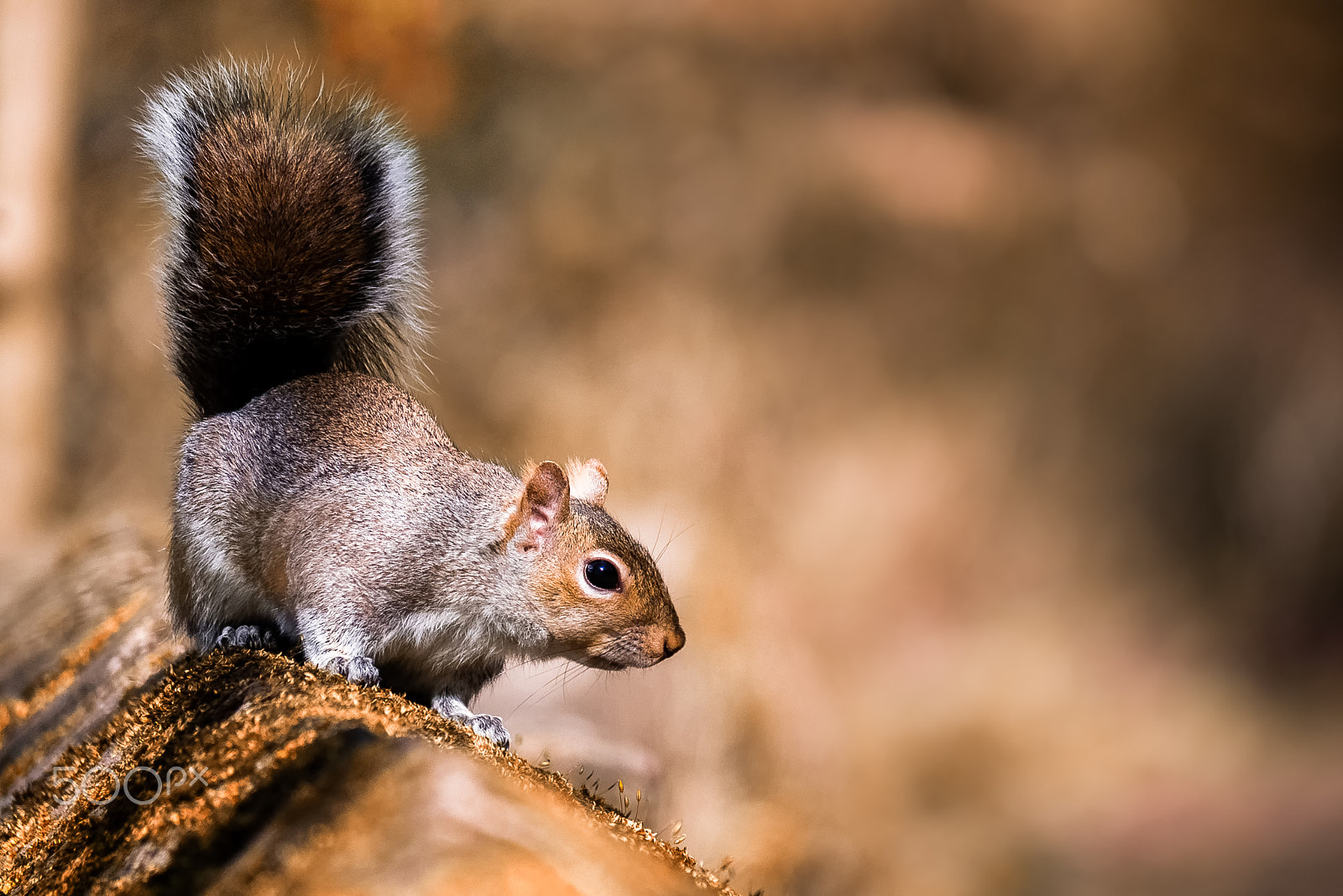 Panasonic Lumix DMC-G7 sample photo. Grey squirrel photography