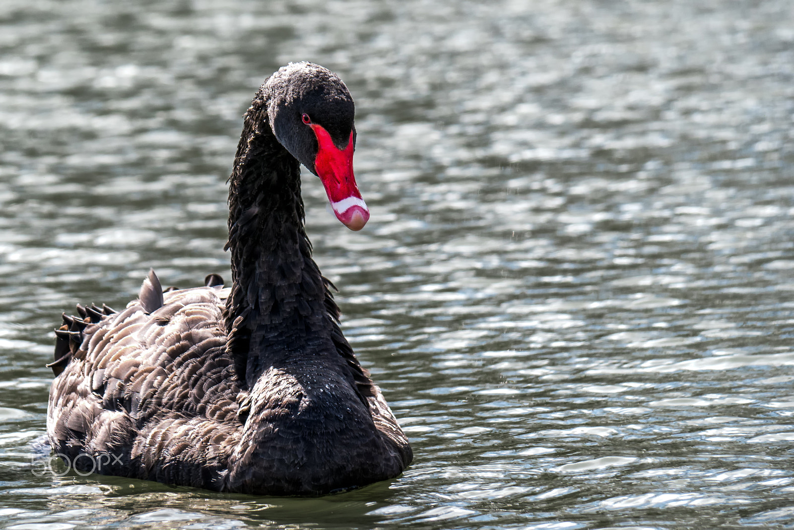 Panasonic Lumix DMC-G7 sample photo. Black swan photography