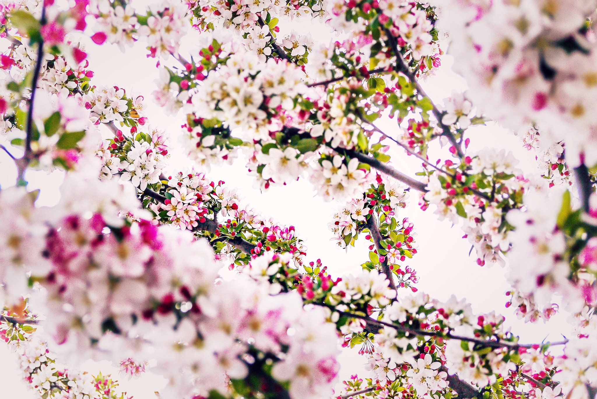 Panasonic Lumix G Vario 45-200mm F4-5.6 OIS sample photo. Pella is pretty in pink photography