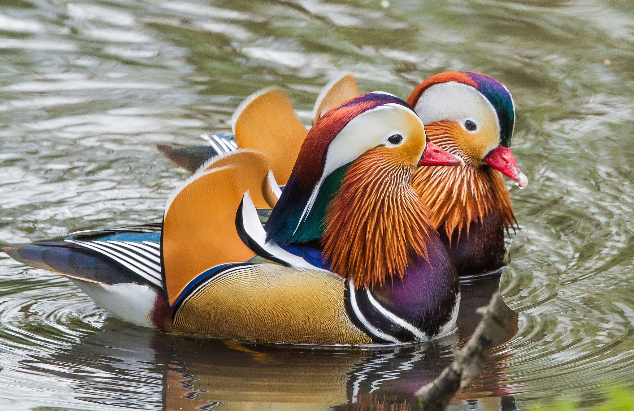 Canon EF 500mm F4L IS II USM sample photo. Who is the big daddy - mandarin males showing off photography