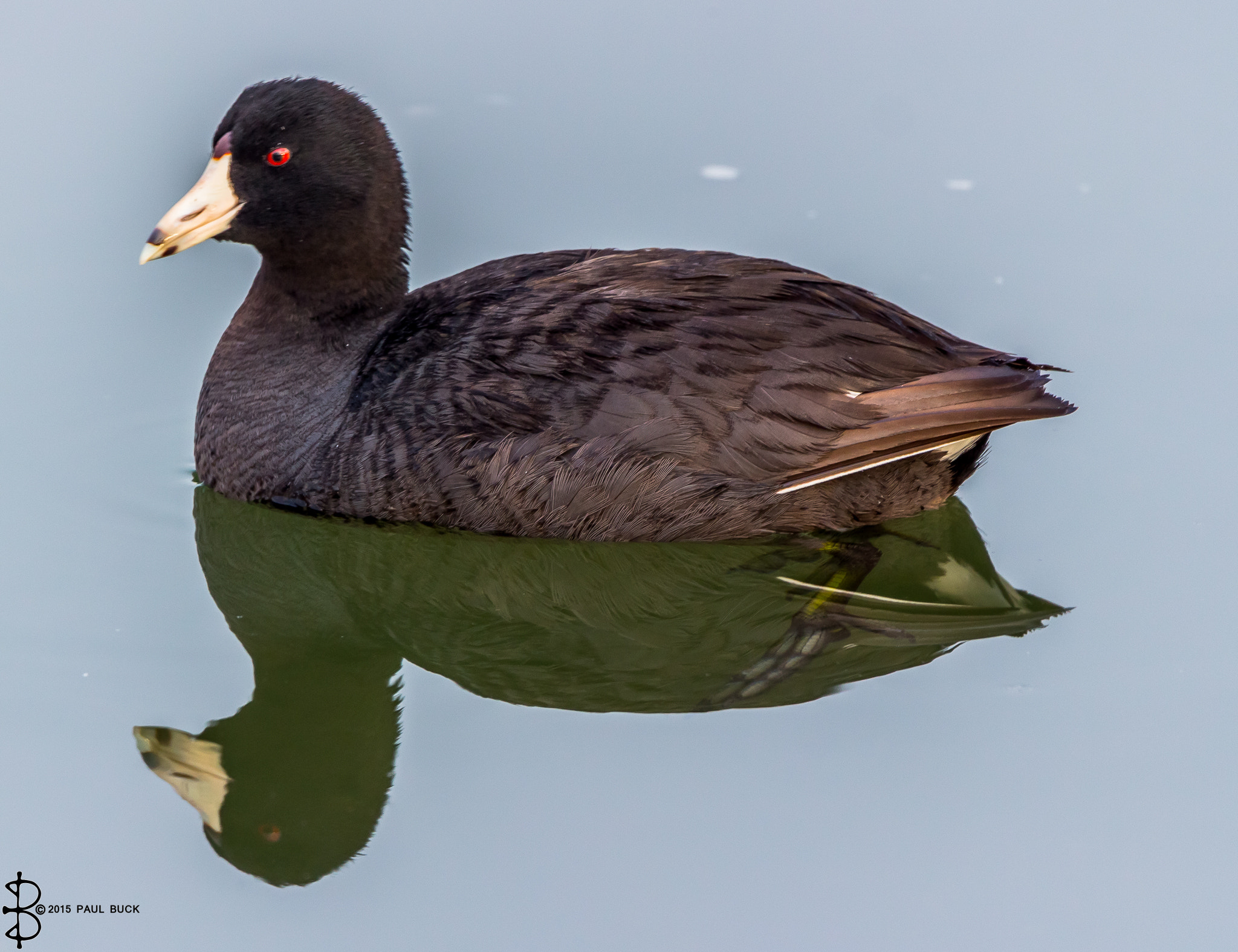 Tamron SP 150-600mm F5-6.3 Di VC USD sample photo. American coot photography
