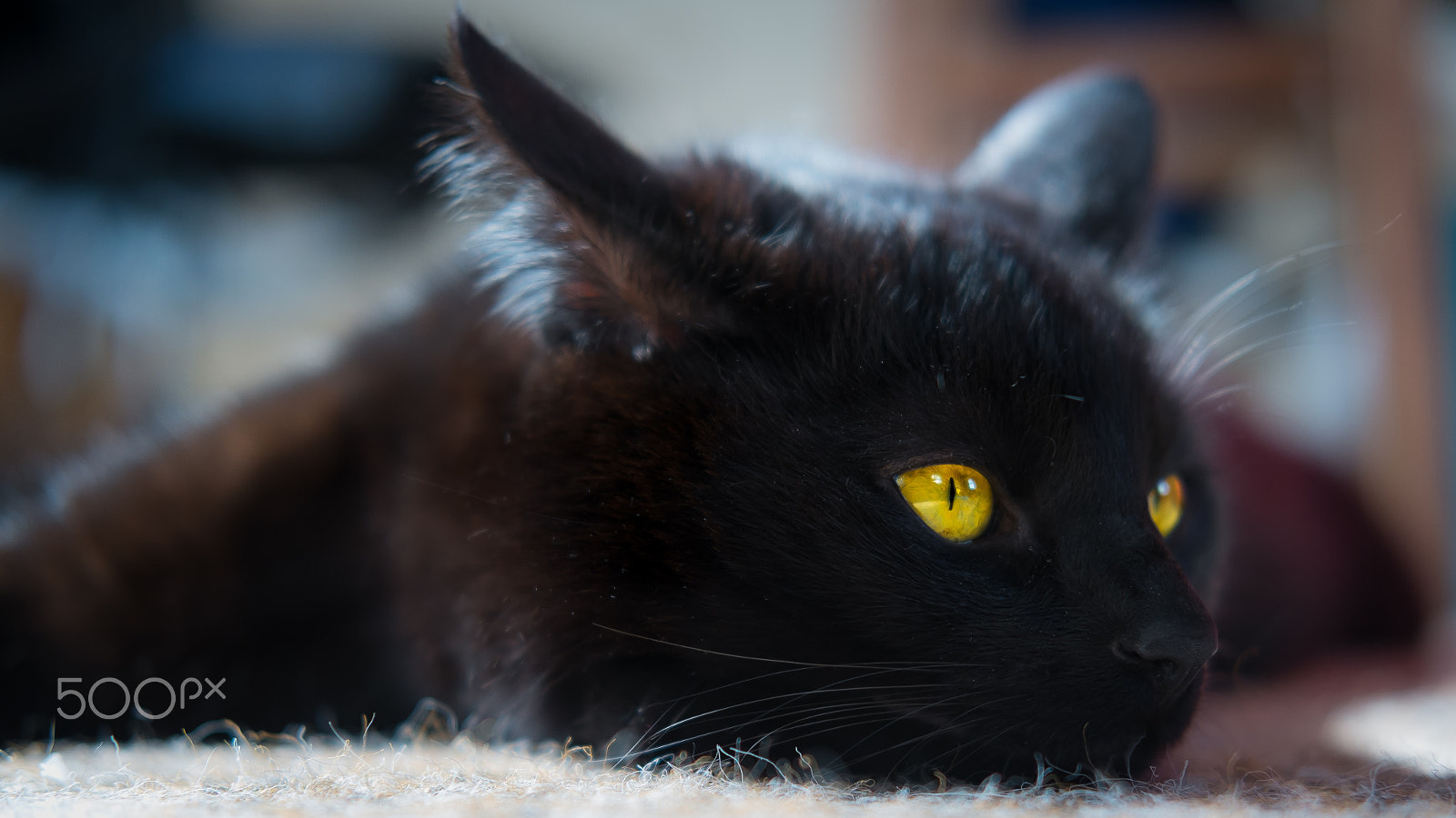 Fujifilm X-E1 + Fujifilm XF 35mm F2 R WR sample photo. Relaxing cat photography