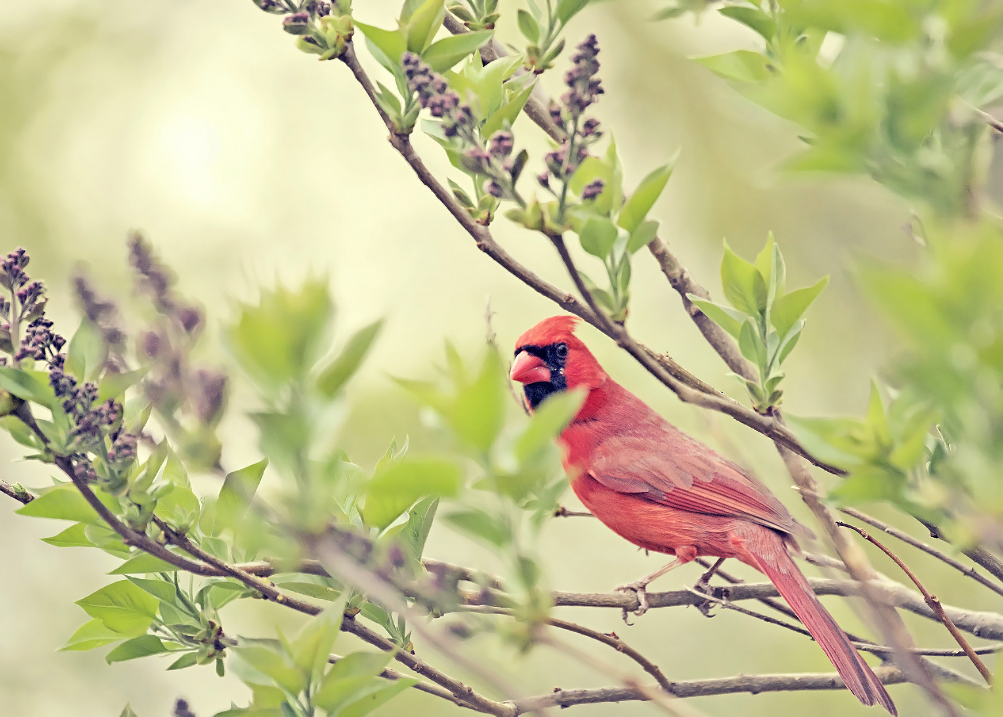 Canon EF 100-400mm F4.5-5.6L IS II USM sample photo. Northern cardinal photography