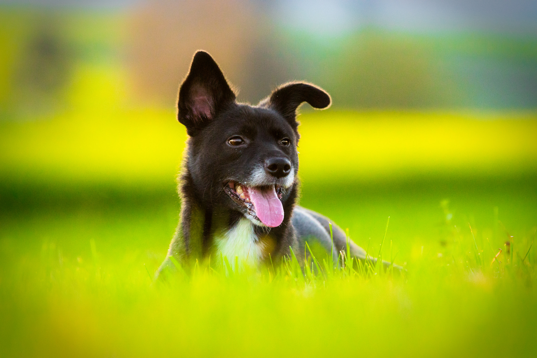 Sony ILCA-77M2 + 70-200mm F2.8 sample photo. Fee smiling photography