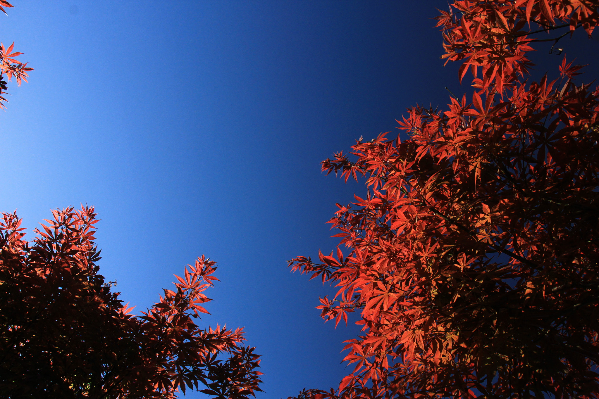 Canon EF-S 18-135mm F3.5-5.6 IS STM sample photo. 枫.jpg photography