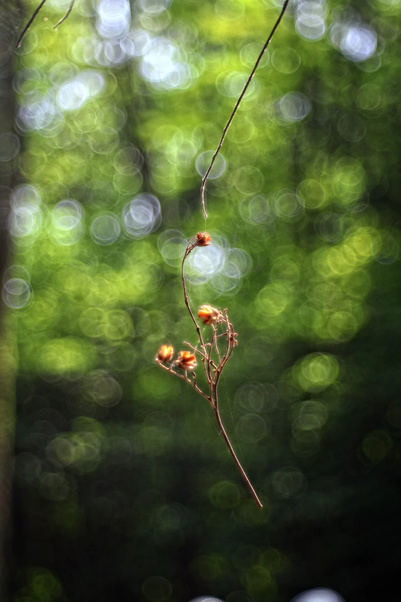 Canon EF 35-80mm f/4-5.6 sample photo