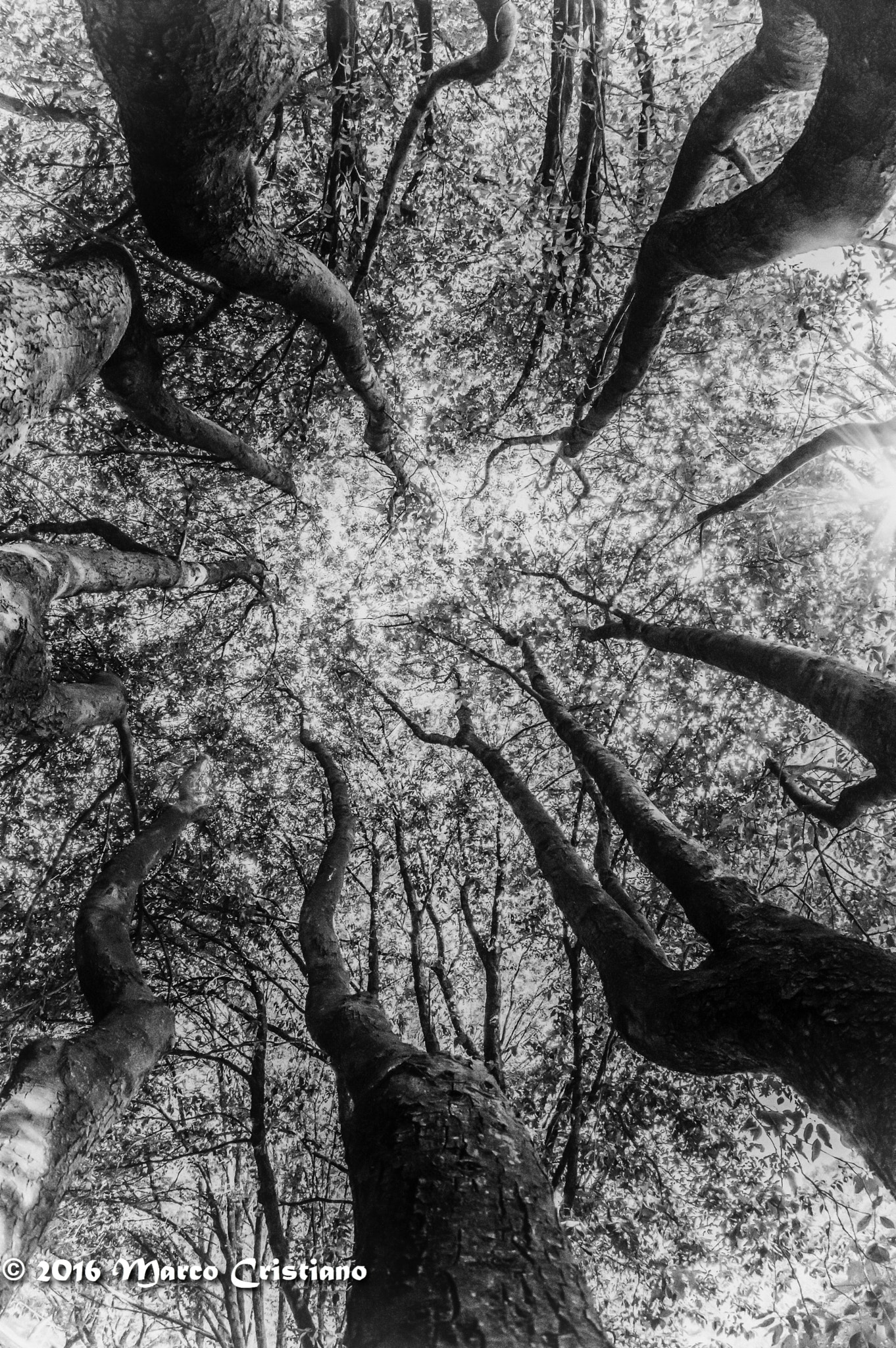 Nikon D3200 + Samyang 8mm F3.5 Aspherical IF MC Fisheye sample photo. L'abbraccio di un albero... photography