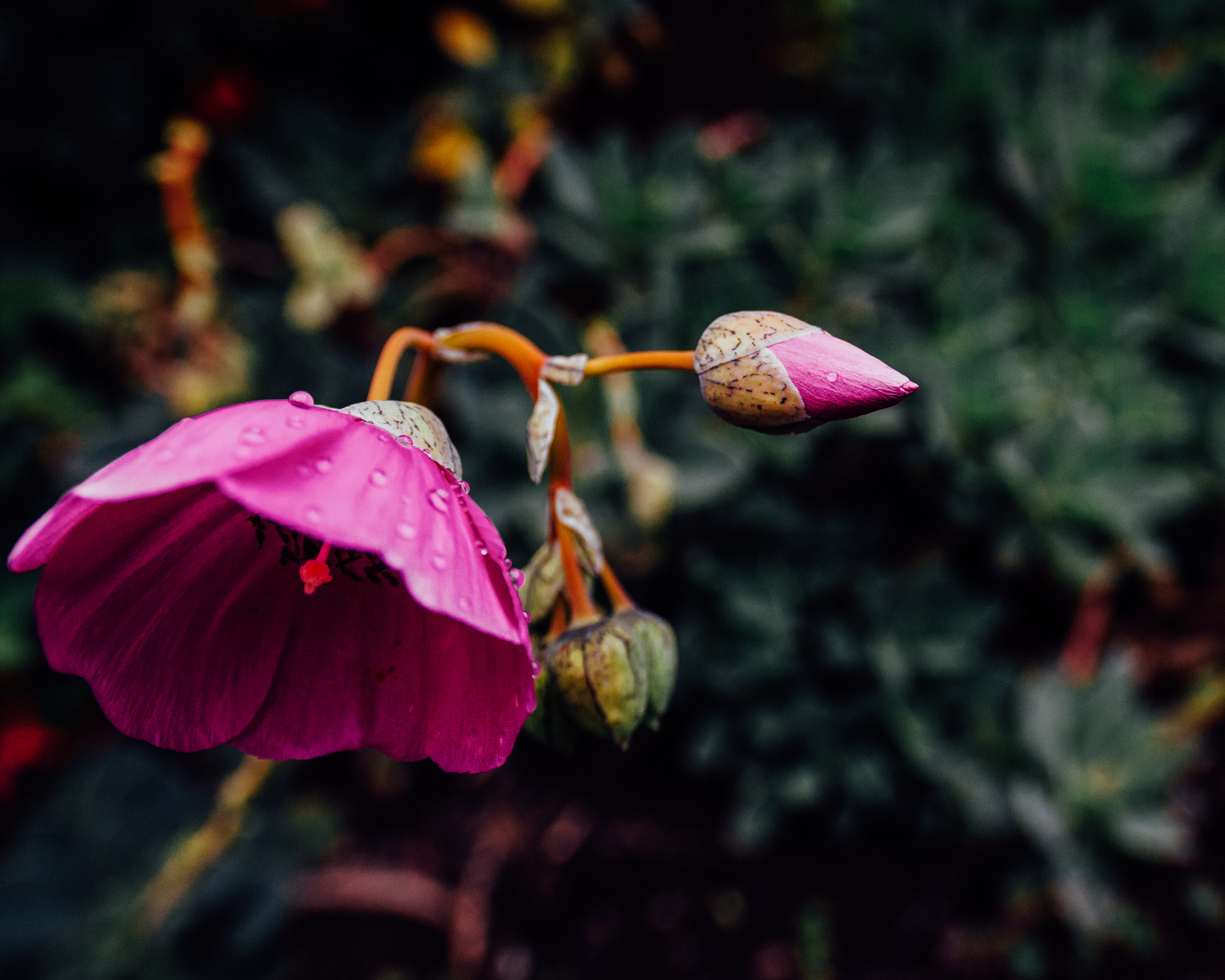 Nikon D600 sample photo. Centerpiece photography