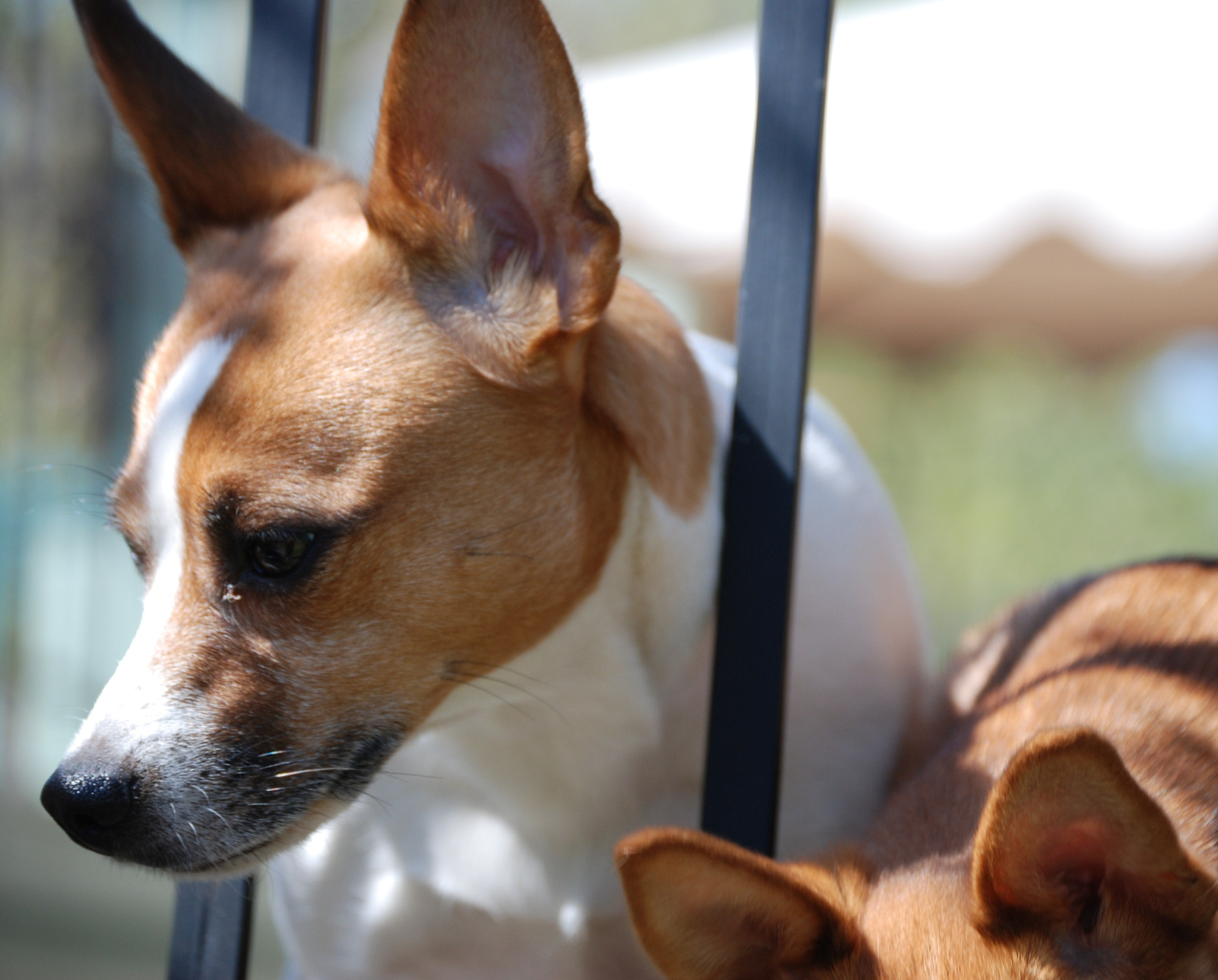 Nikon D80 sample photo. Xara by donna gordon photography