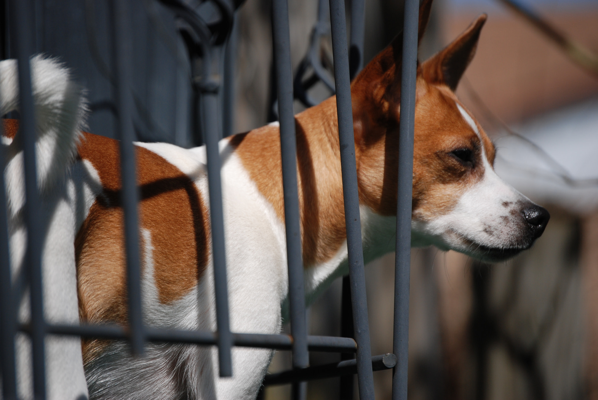 Nikon D80 sample photo. On guard by donna gordon photography