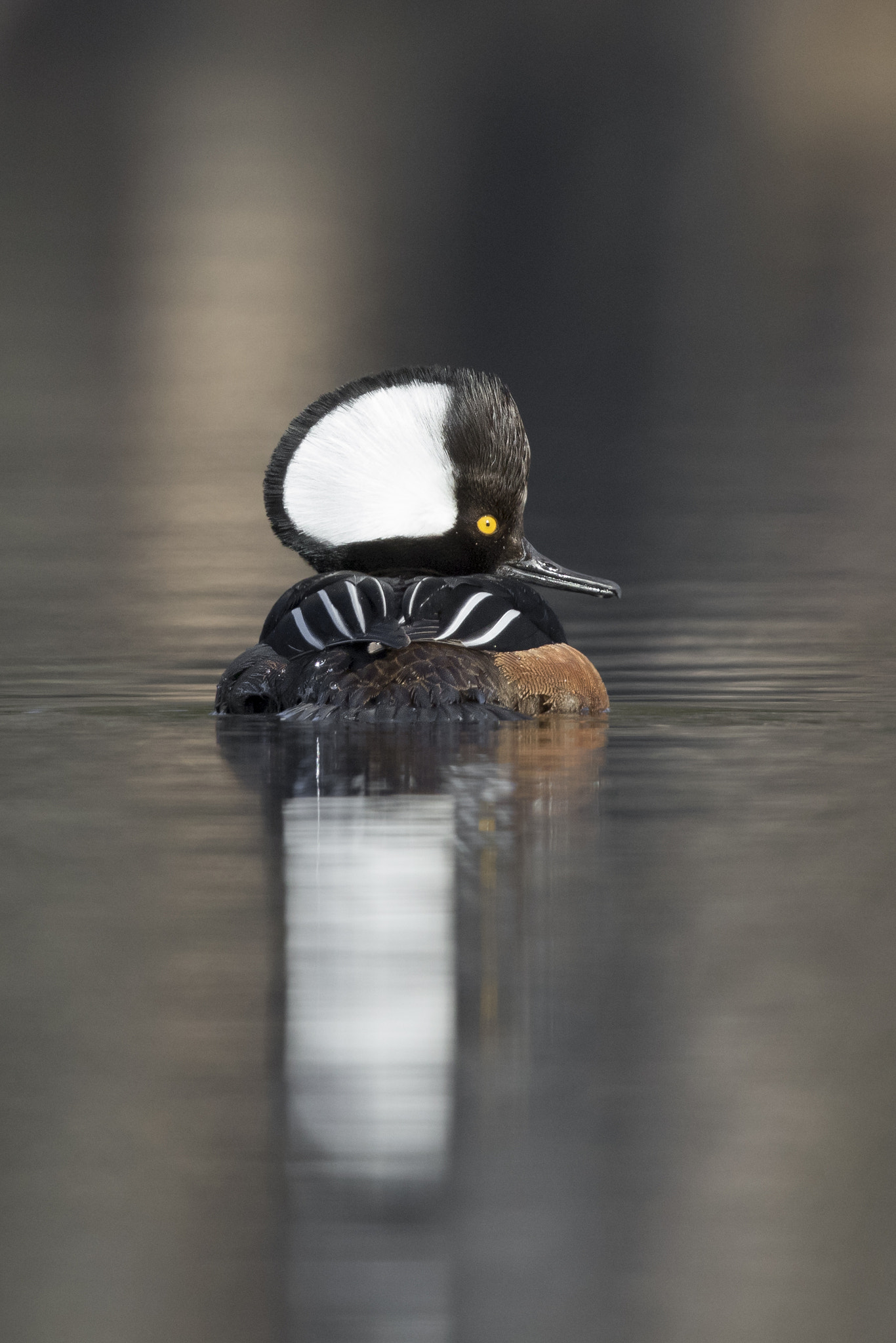 Canon EOS 7D Mark II + Canon EF 600mm F4L IS II USM sample photo. Hooded merganser / harle couronné photography