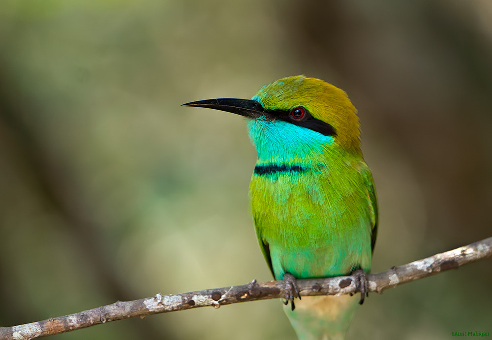 Sony 70-400mm F4-5.6 G SSM II sample photo. Colour harmonies photography
