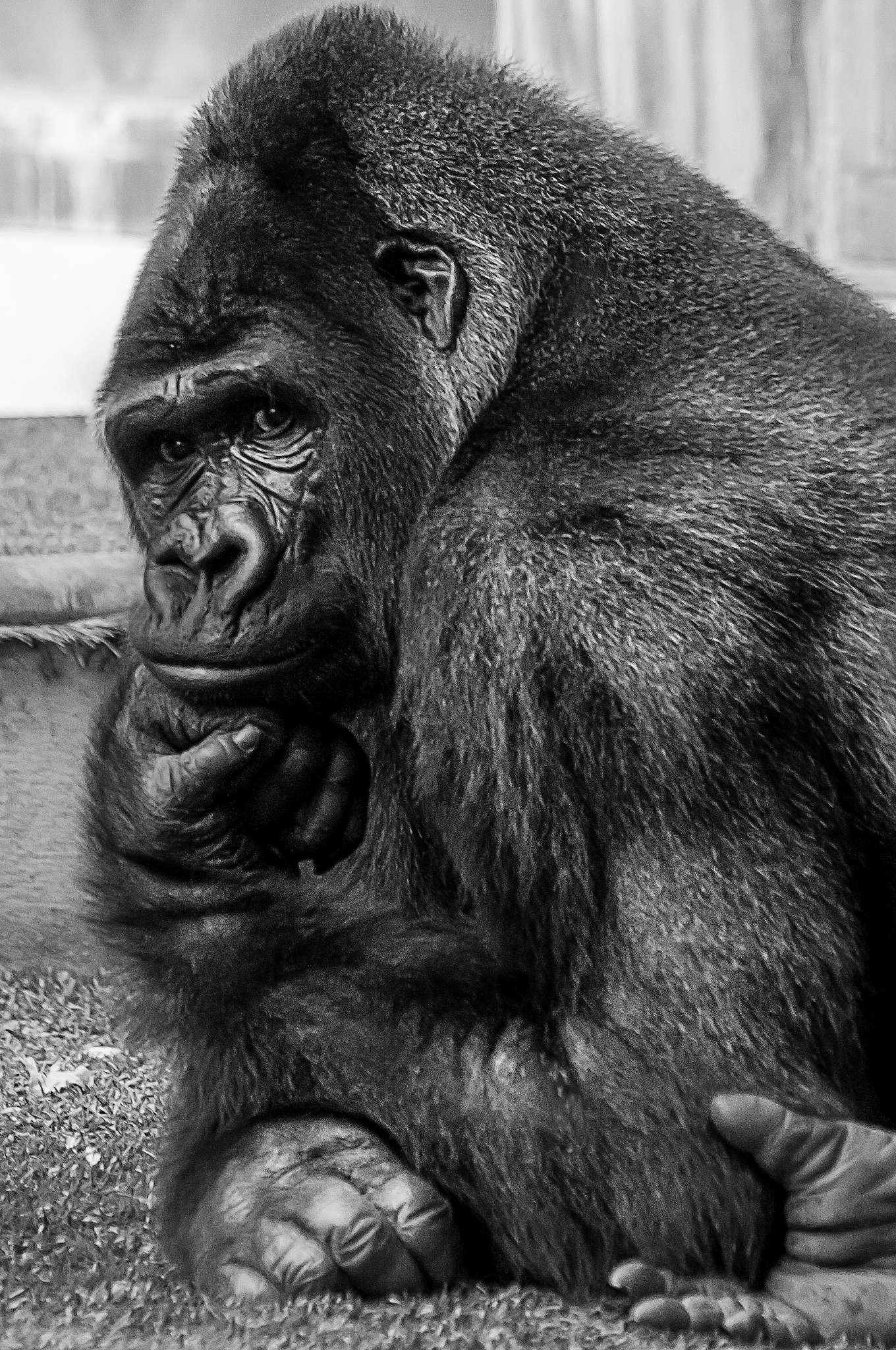 Sigma 70-300mm F4-5.6 APO DG Macro sample photo. King kong photography