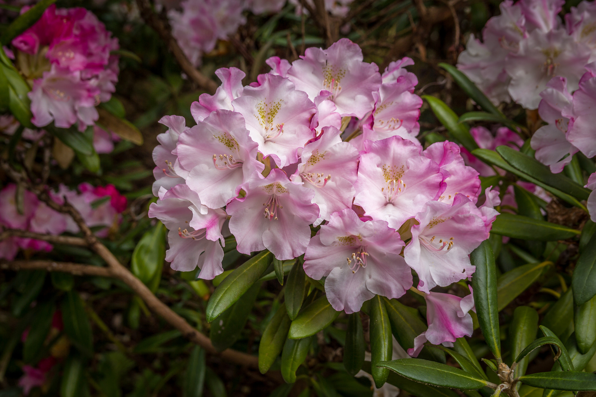 Sigma 18-50mm f/2.8 Macro sample photo. Rhododendron photography