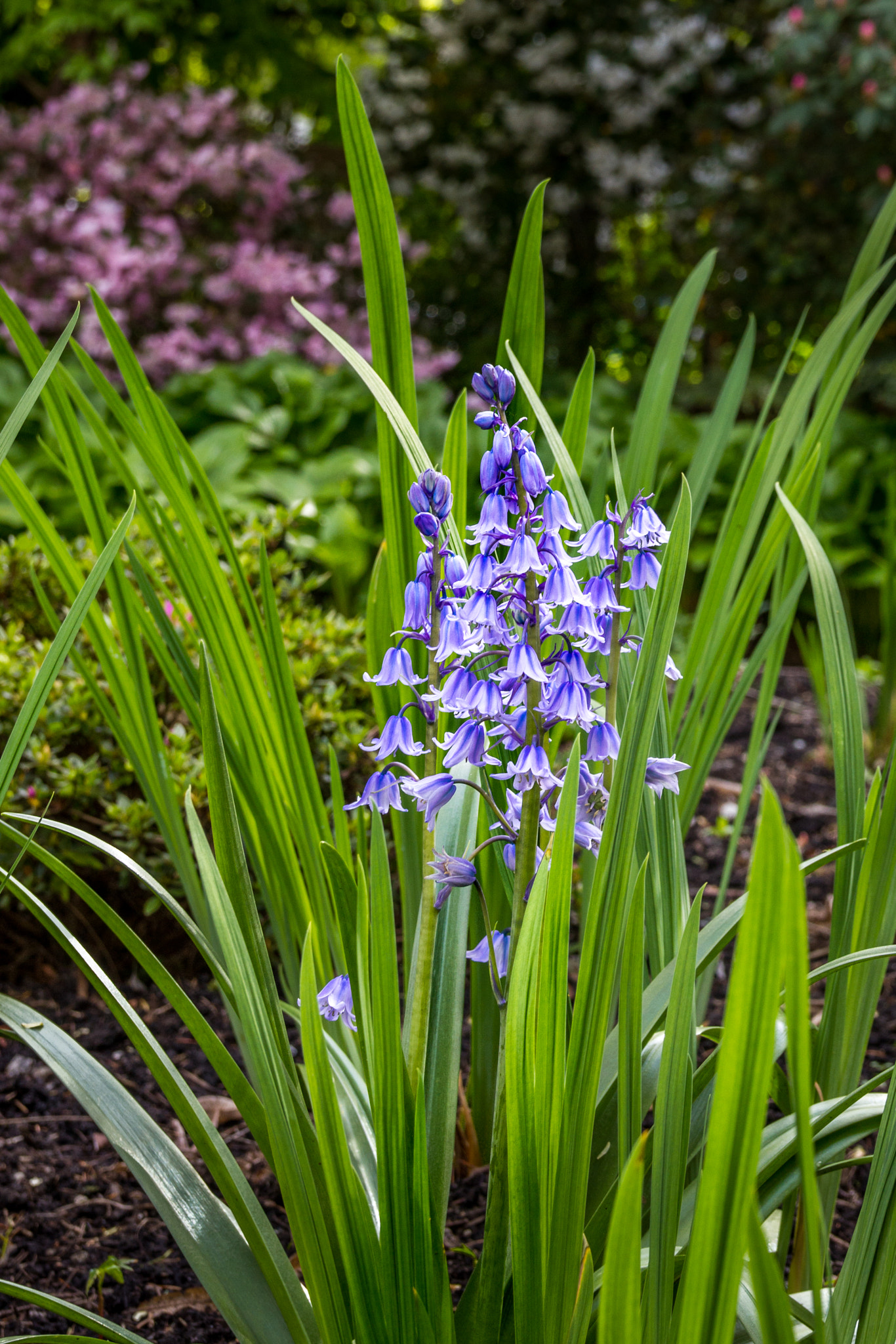 Sigma 18-50mm f/2.8 Macro sample photo. Blue photography