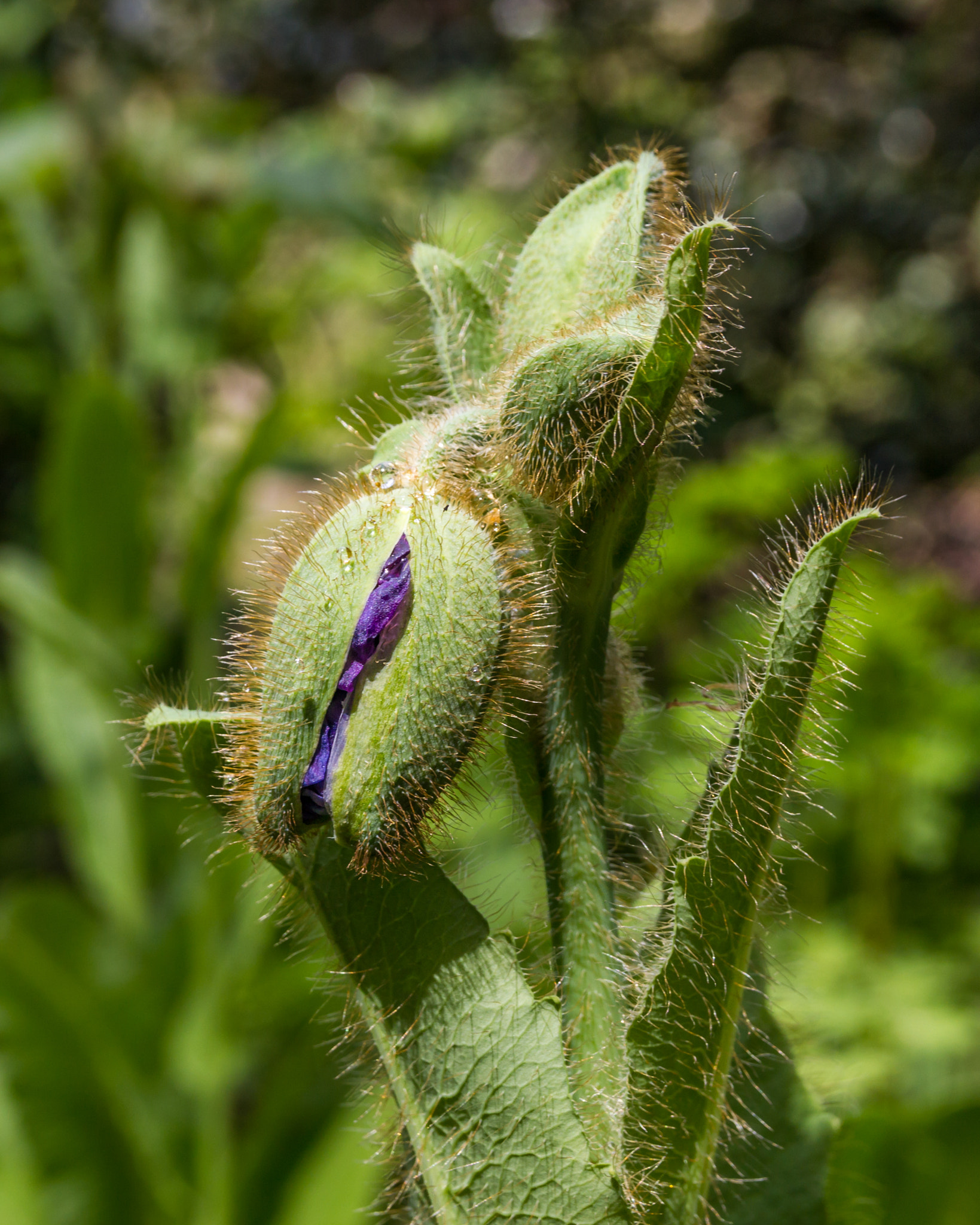 Sigma 18-50mm f/2.8 Macro sample photo. Almost there photography