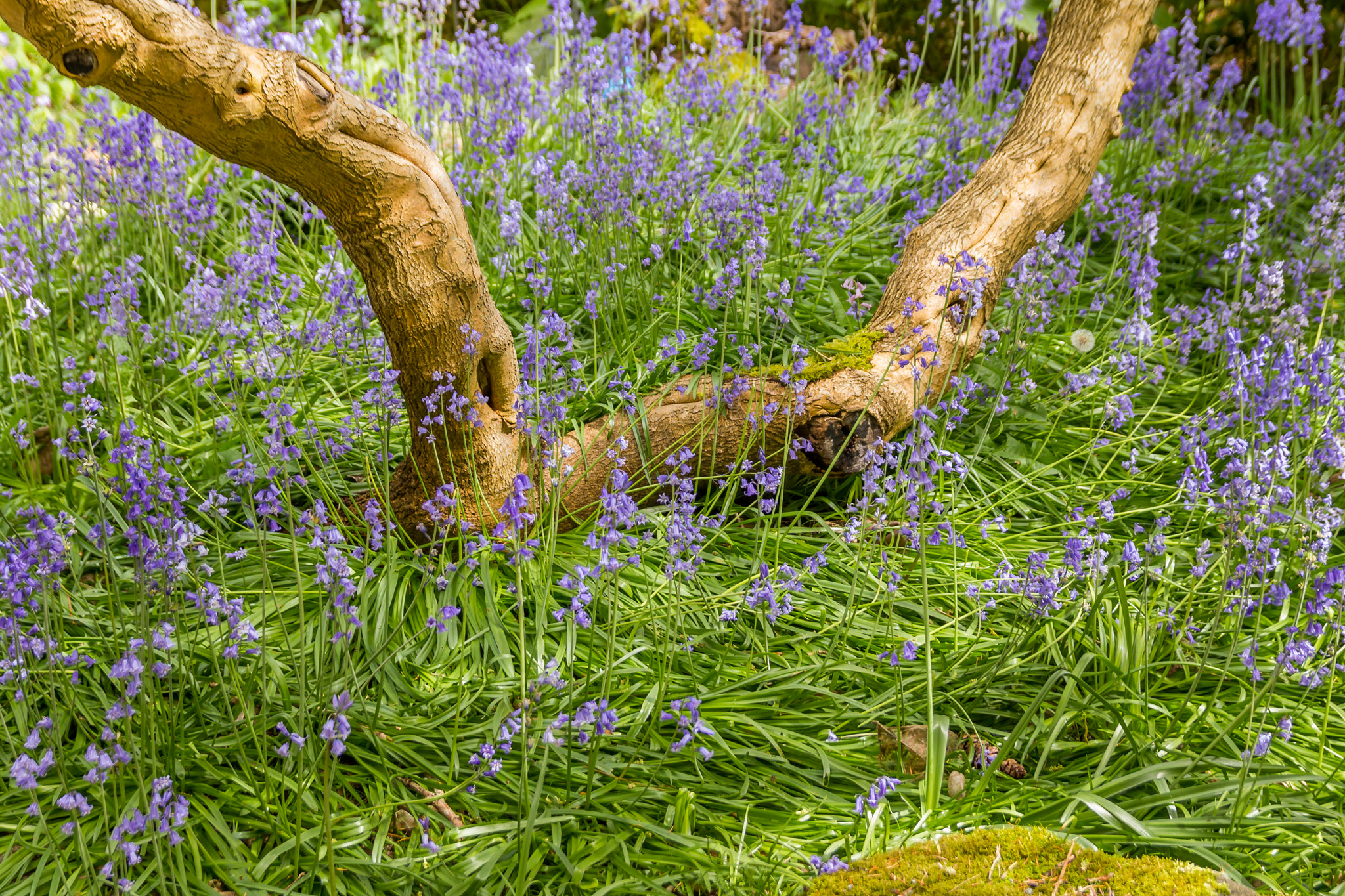 Sigma 18-50mm f/2.8 Macro sample photo. Nature photography