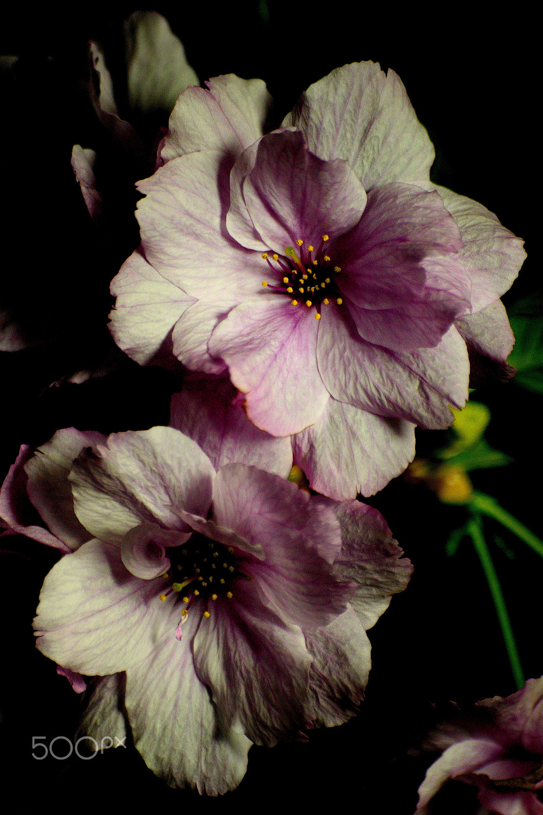 Sigma 70-300mm F4-5.6 APO DG Macro sample photo. Sleepless beauty photography
