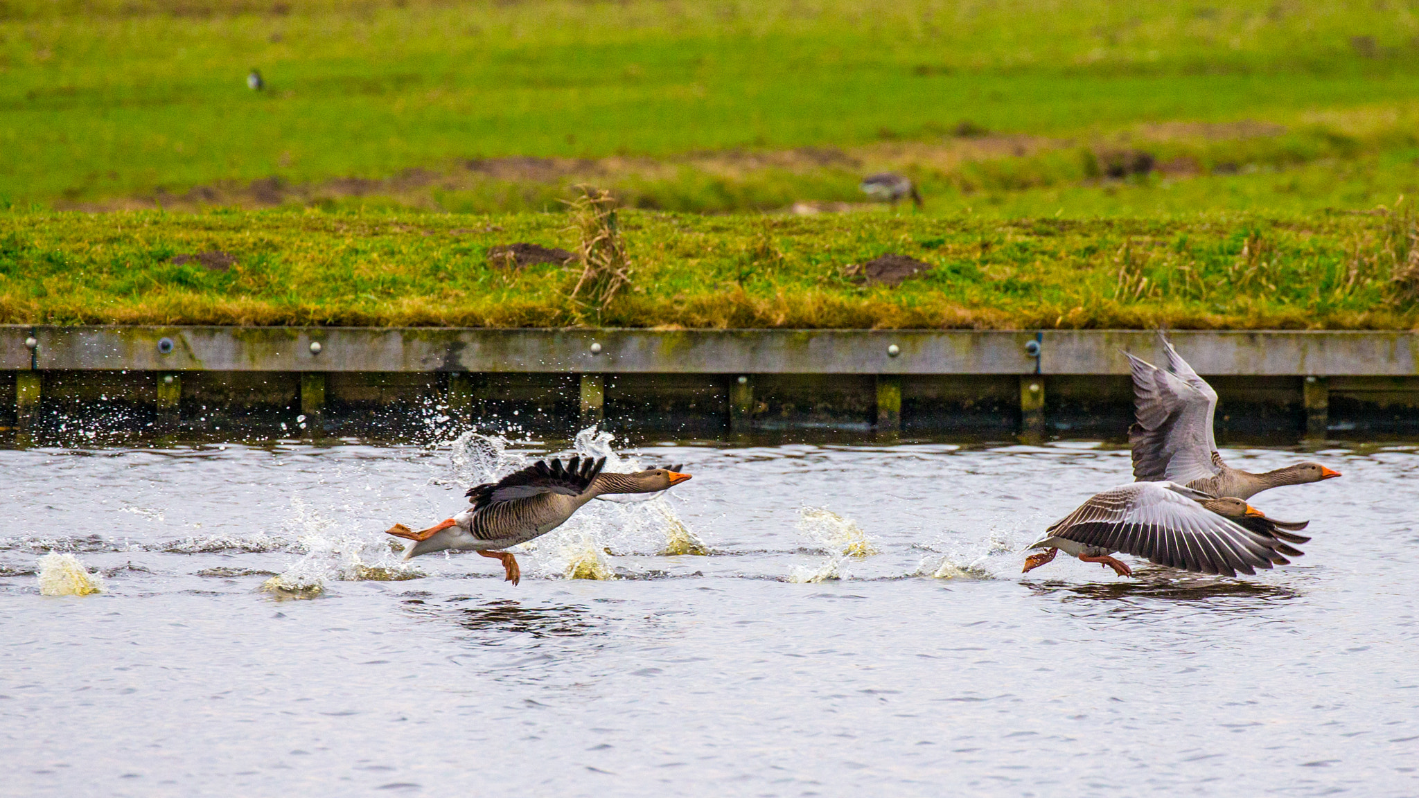 Canon EF 100-400mm F4.5-5.6L IS II USM sample photo. Running over water photography