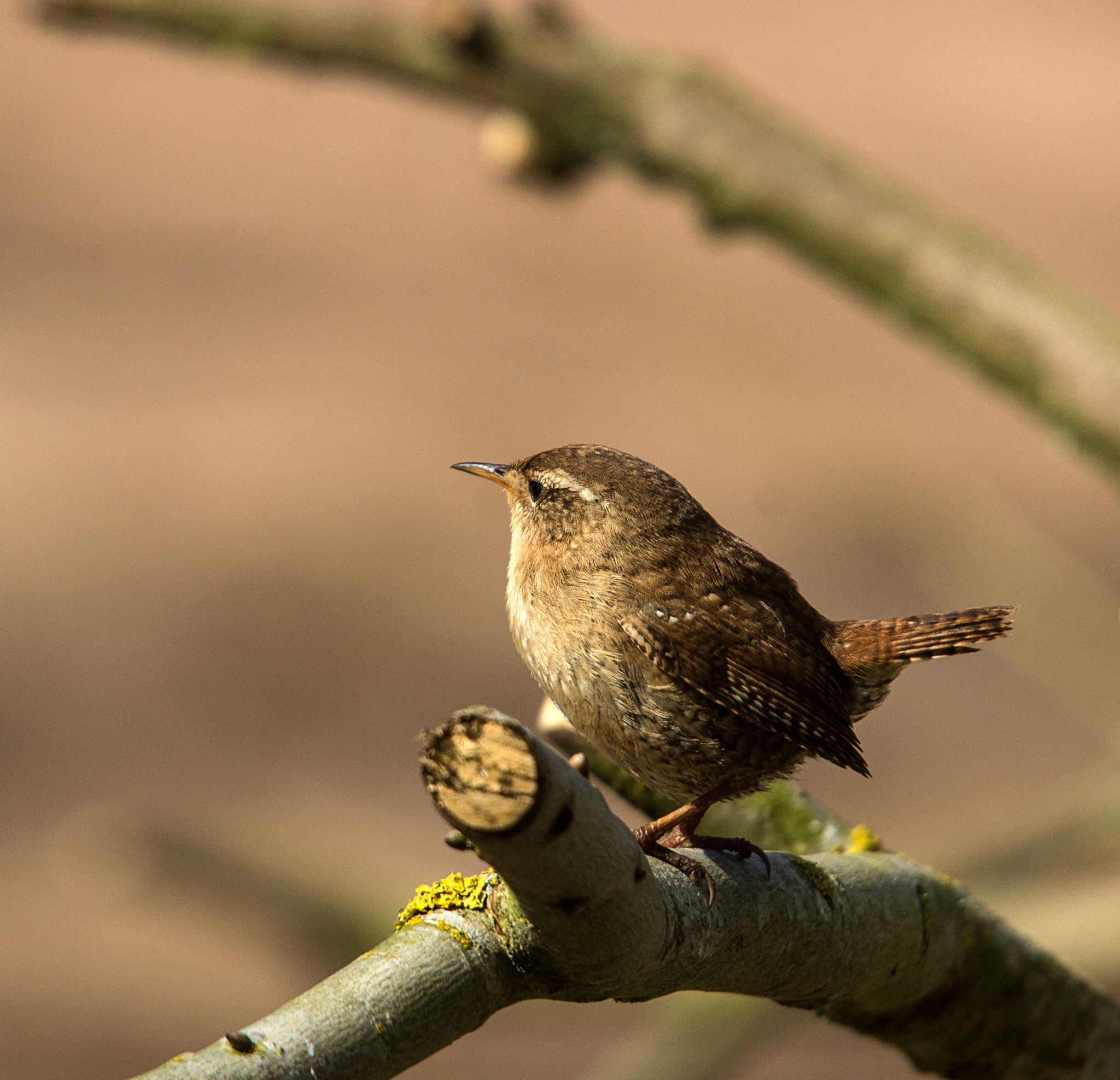 Sigma 50-500mm f/4-6.3 APO HSM EX sample photo. Wren photography