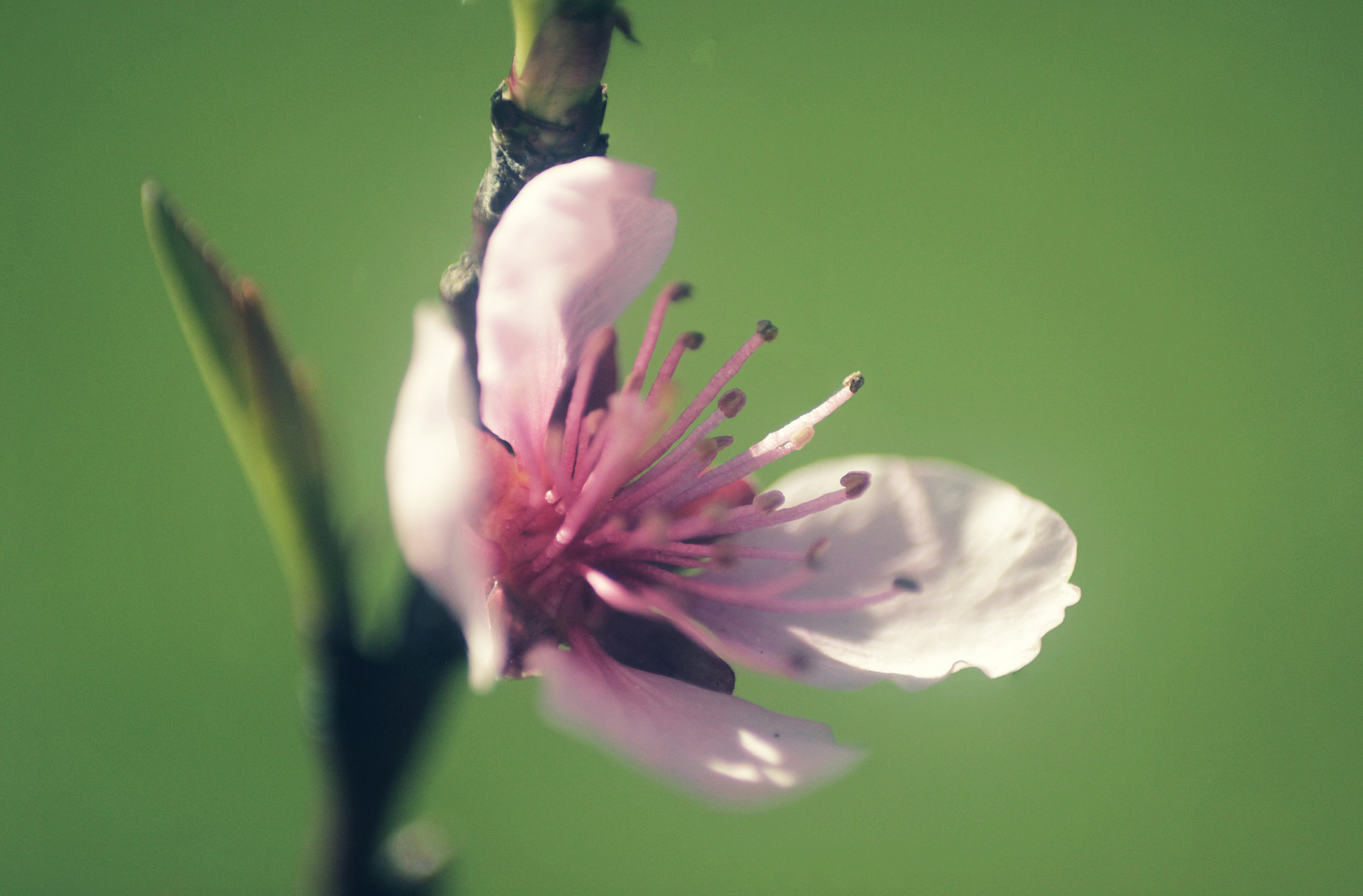 Canon EOS 550D (EOS Rebel T2i / EOS Kiss X4) + Canon EF 100mm F2.8 Macro USM sample photo. Prunus photography