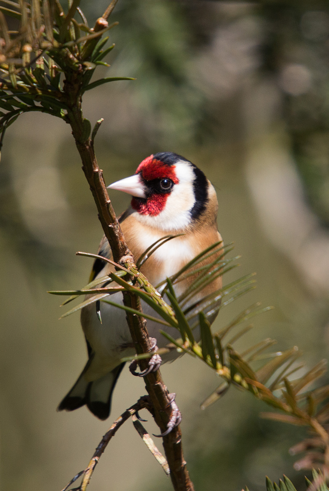 Sigma 50-500mm f/4-6.3 APO HSM EX sample photo. Goldfinch photography
