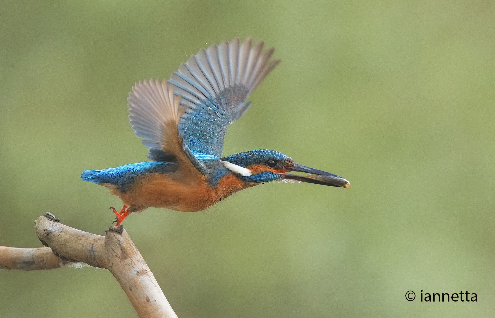 Nikon AF-S Nikkor 400mm F2.8G ED VR II sample photo. Alcedo atthis photography