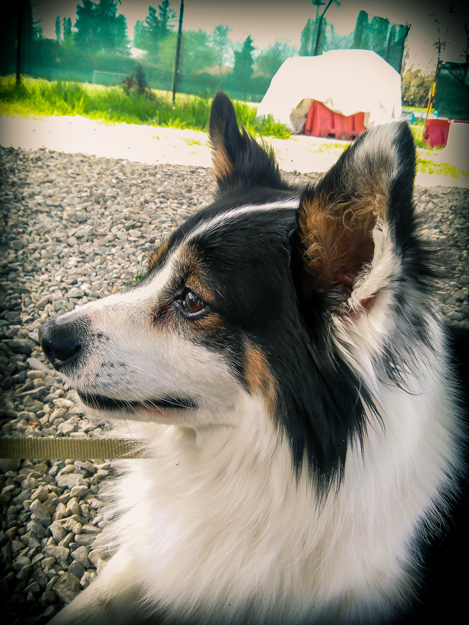 LG OPTIMUS L9 II sample photo. Dreamy dog photography