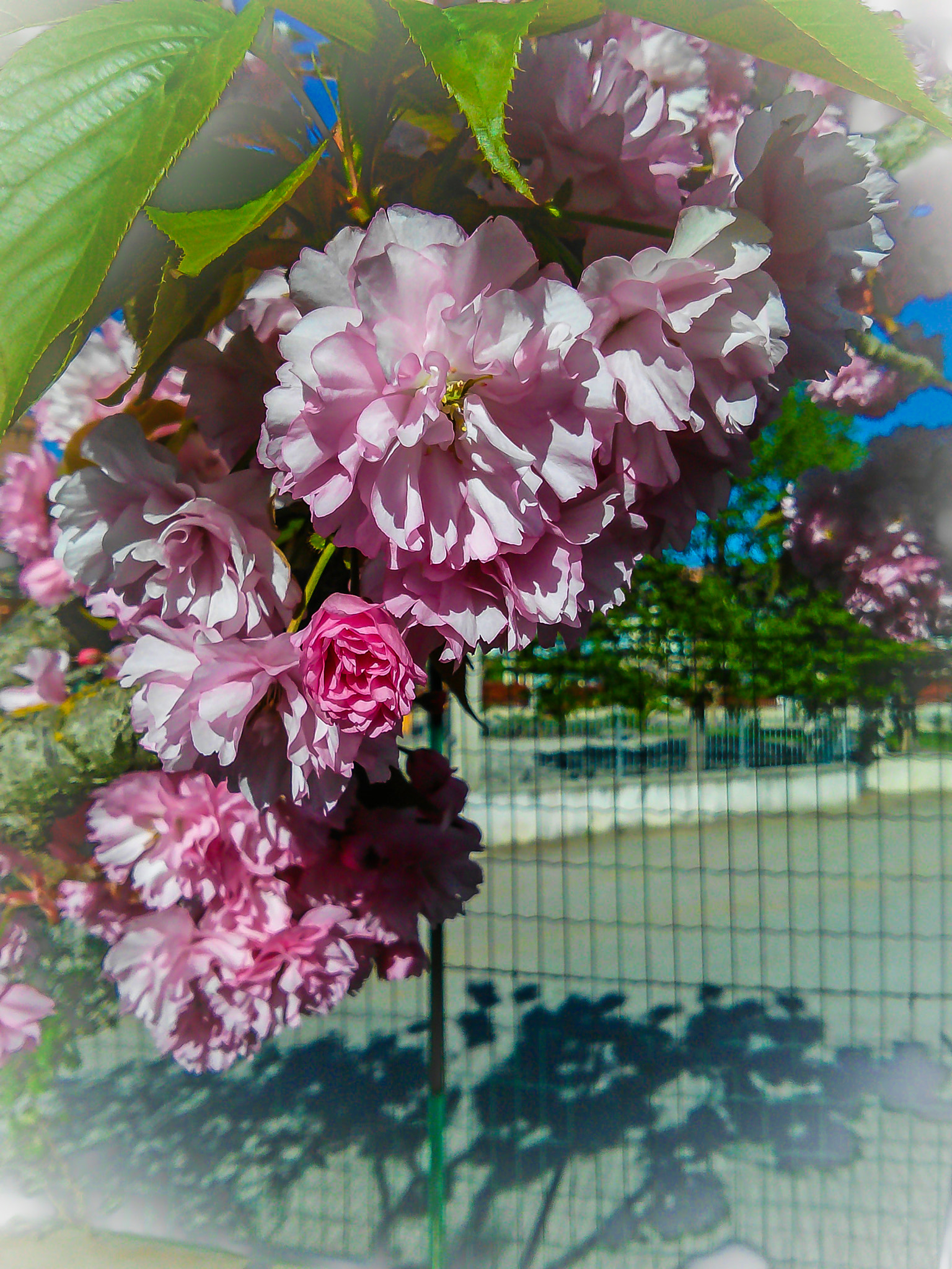 LG OPTIMUS L9 II sample photo. Spring in a dream... photography