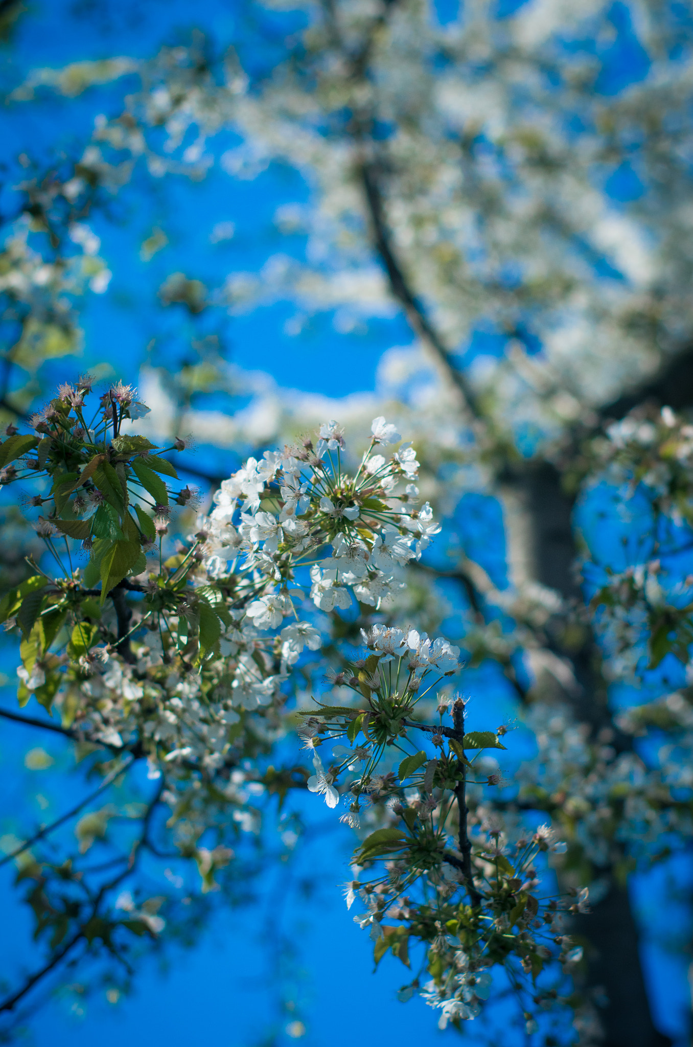 Pentax K-5 II + Pentax smc FA 50mm F1.4 sample photo. Awakening. photography