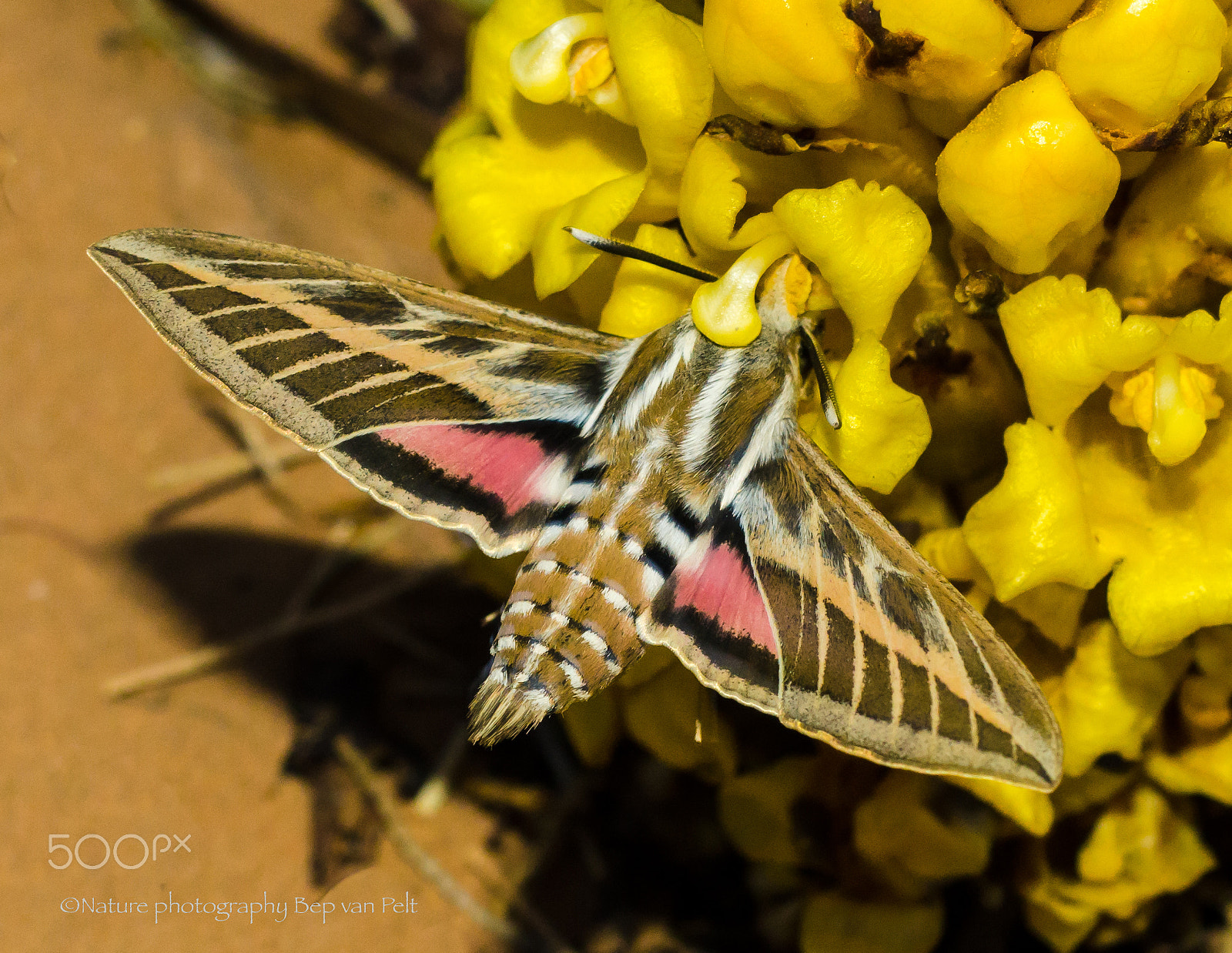 Nikon D7000 + Sigma 50mm F2.8 EX DG Macro sample photo. Striped hawk-moth visiting flowers for nectar photography