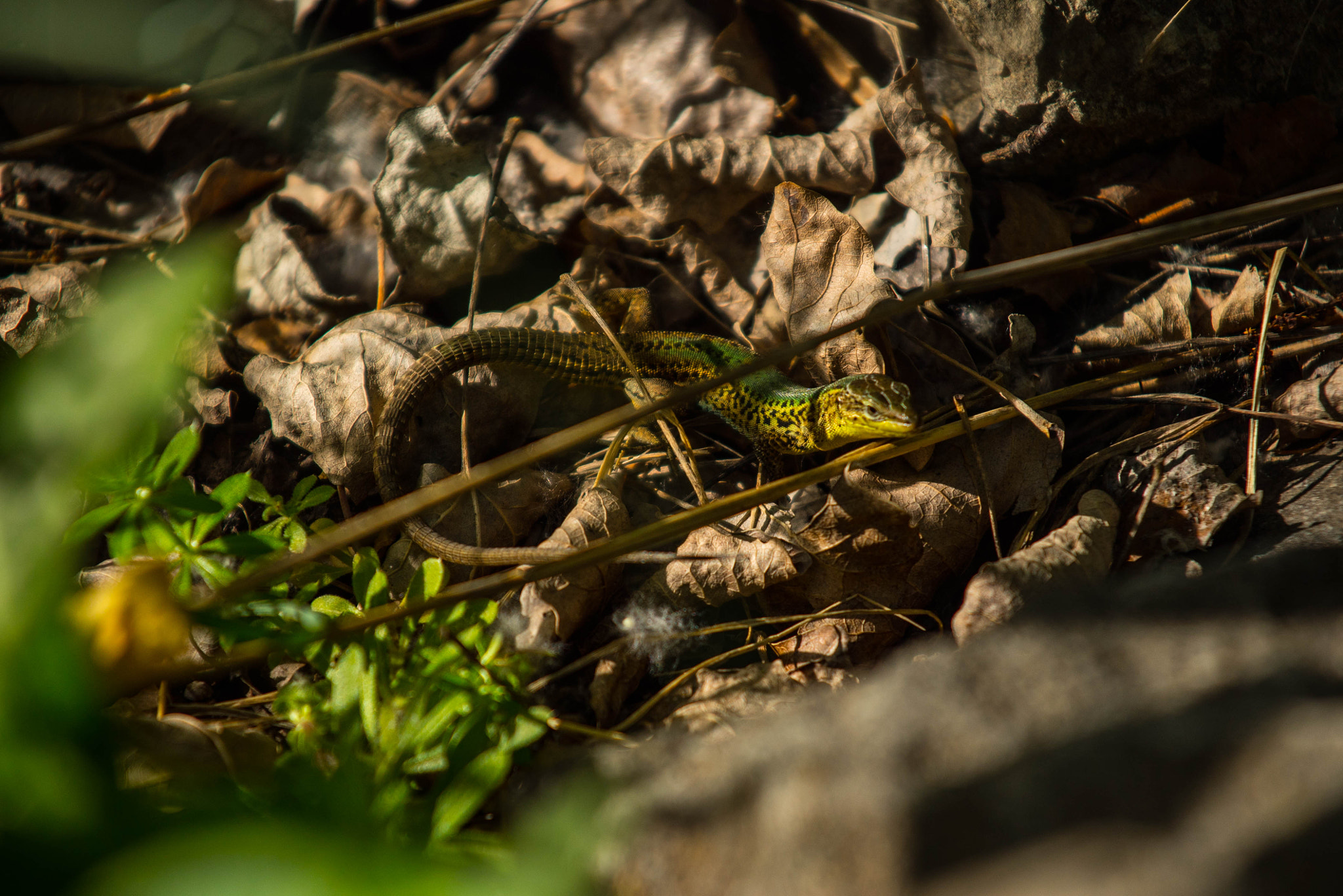Sony a7S sample photo. _dsc7669.jpg photography