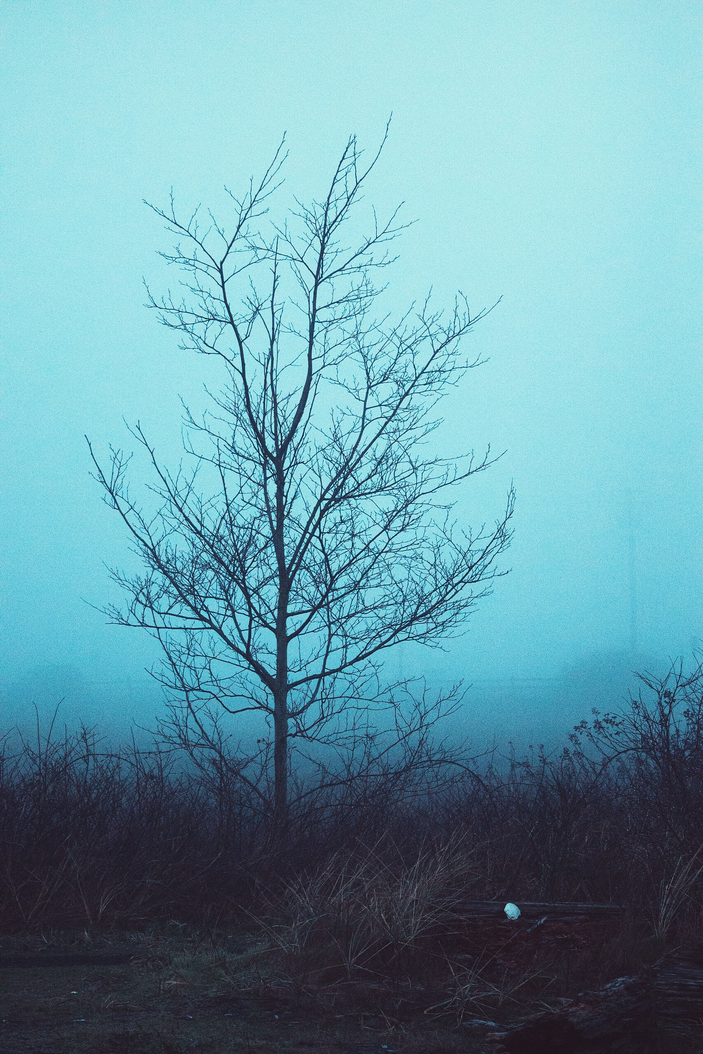 Canon EF-S 55-250mm F4-5.6 IS STM sample photo. A solemn tree sits in the midst of a thick but hollow fog in the morning at point no point beach. photography