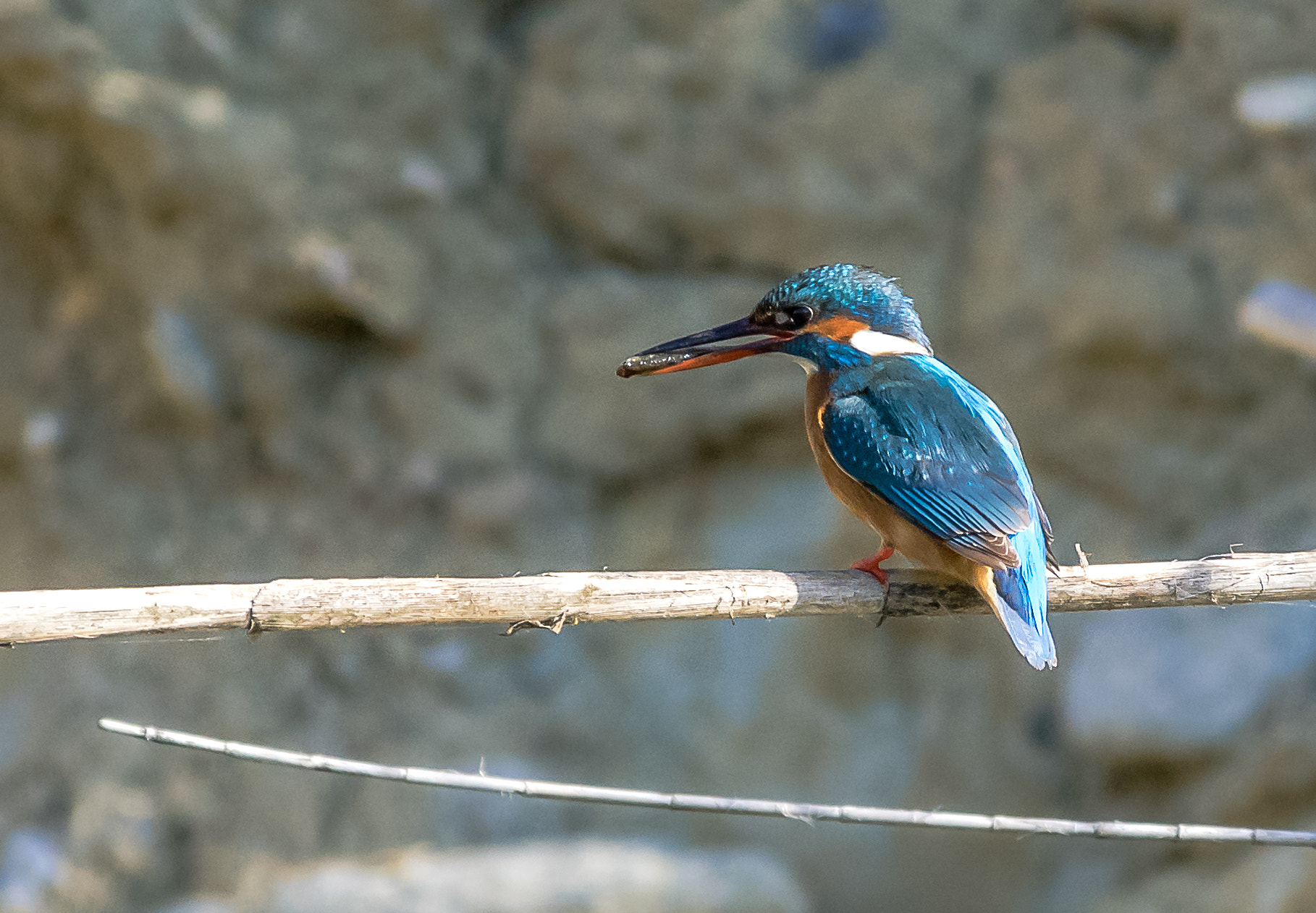 Pentax smc DA* 300mm F4.0 ED (IF) SDM sample photo. Mme martin pecheur et sa proie photography