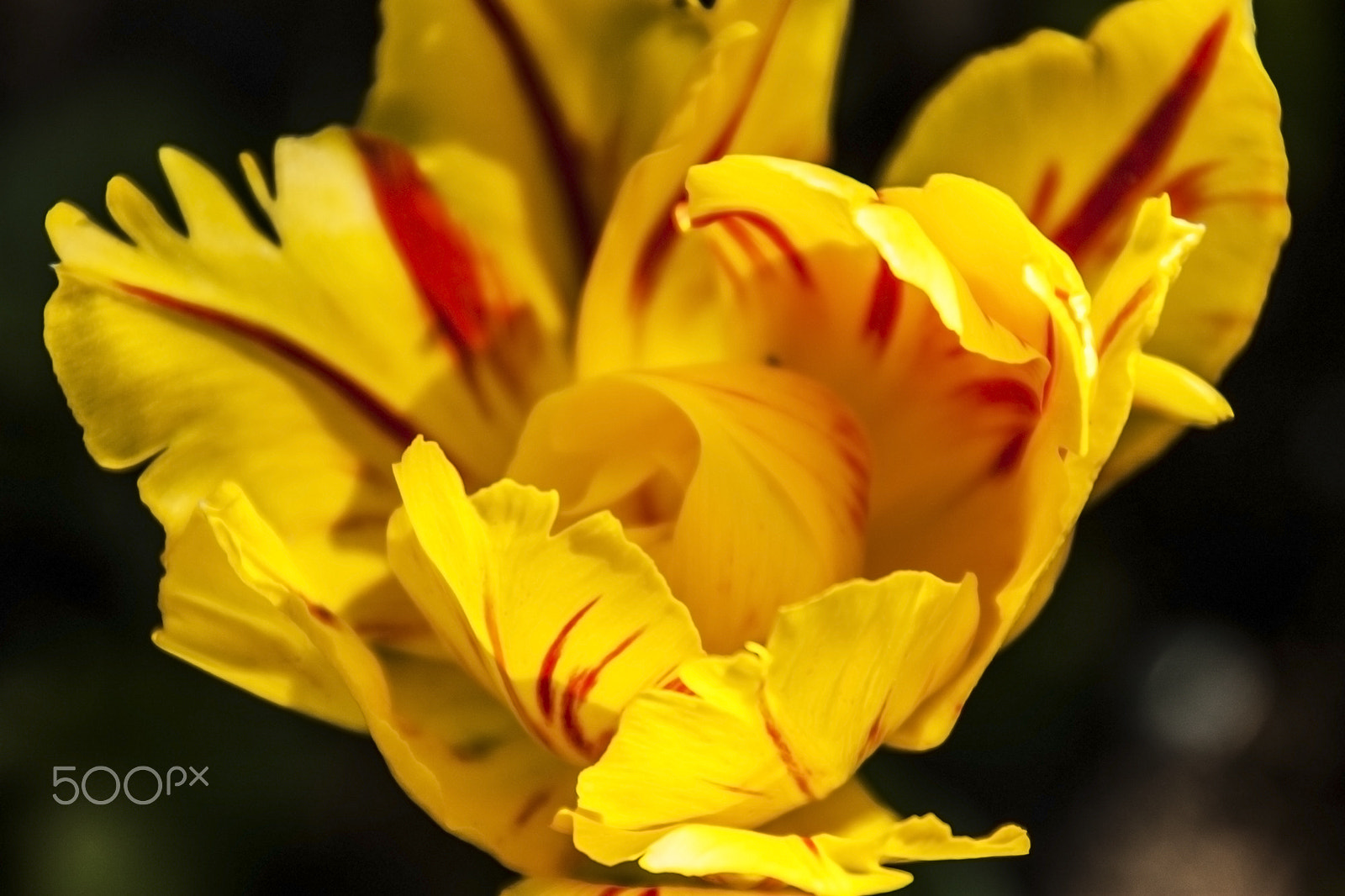 Canon EOS 450D (EOS Rebel XSi / EOS Kiss X2) sample photo. Yellow queen photography