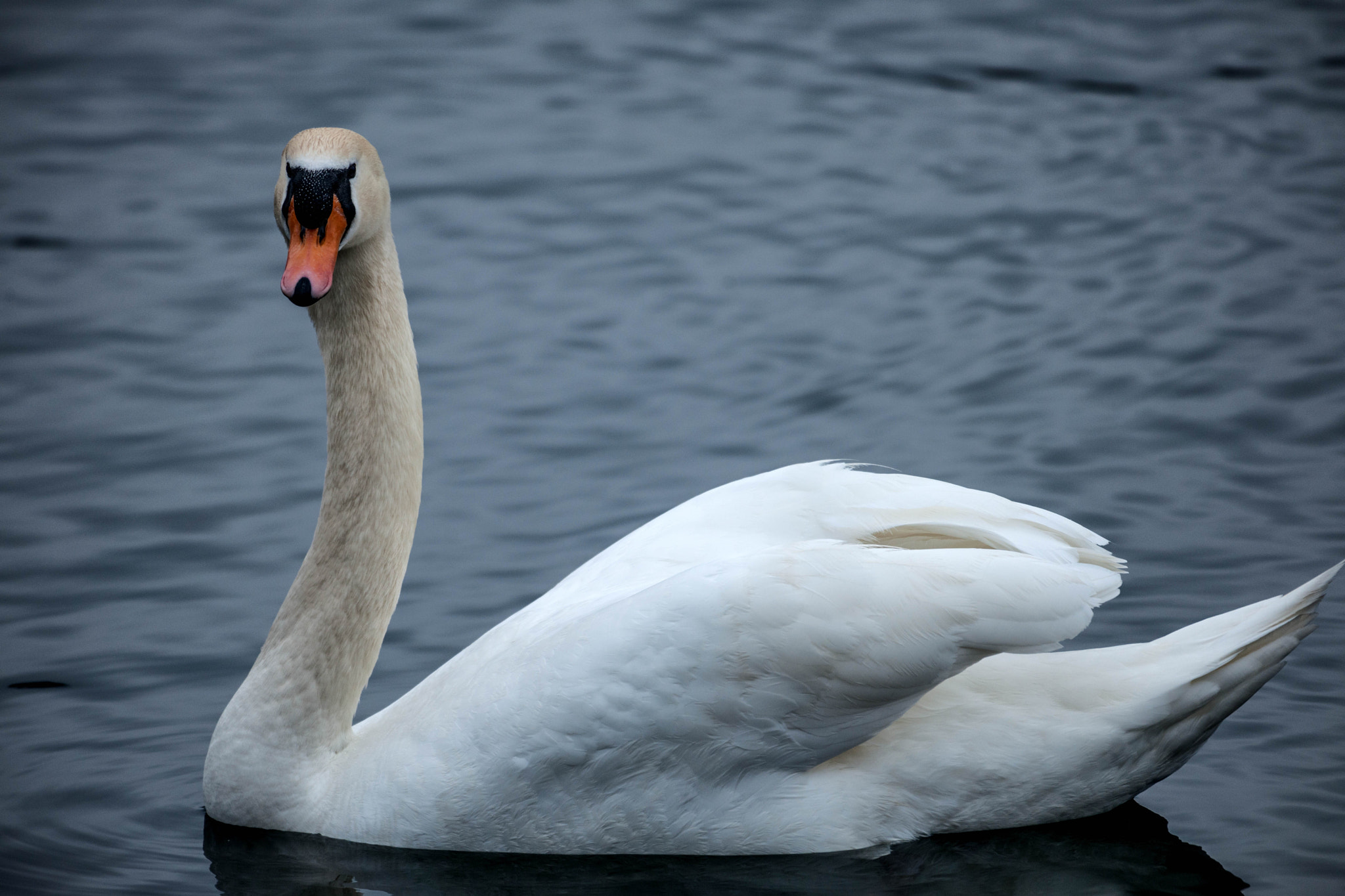 Nikon D3X sample photo. Hometown majestic swan photography