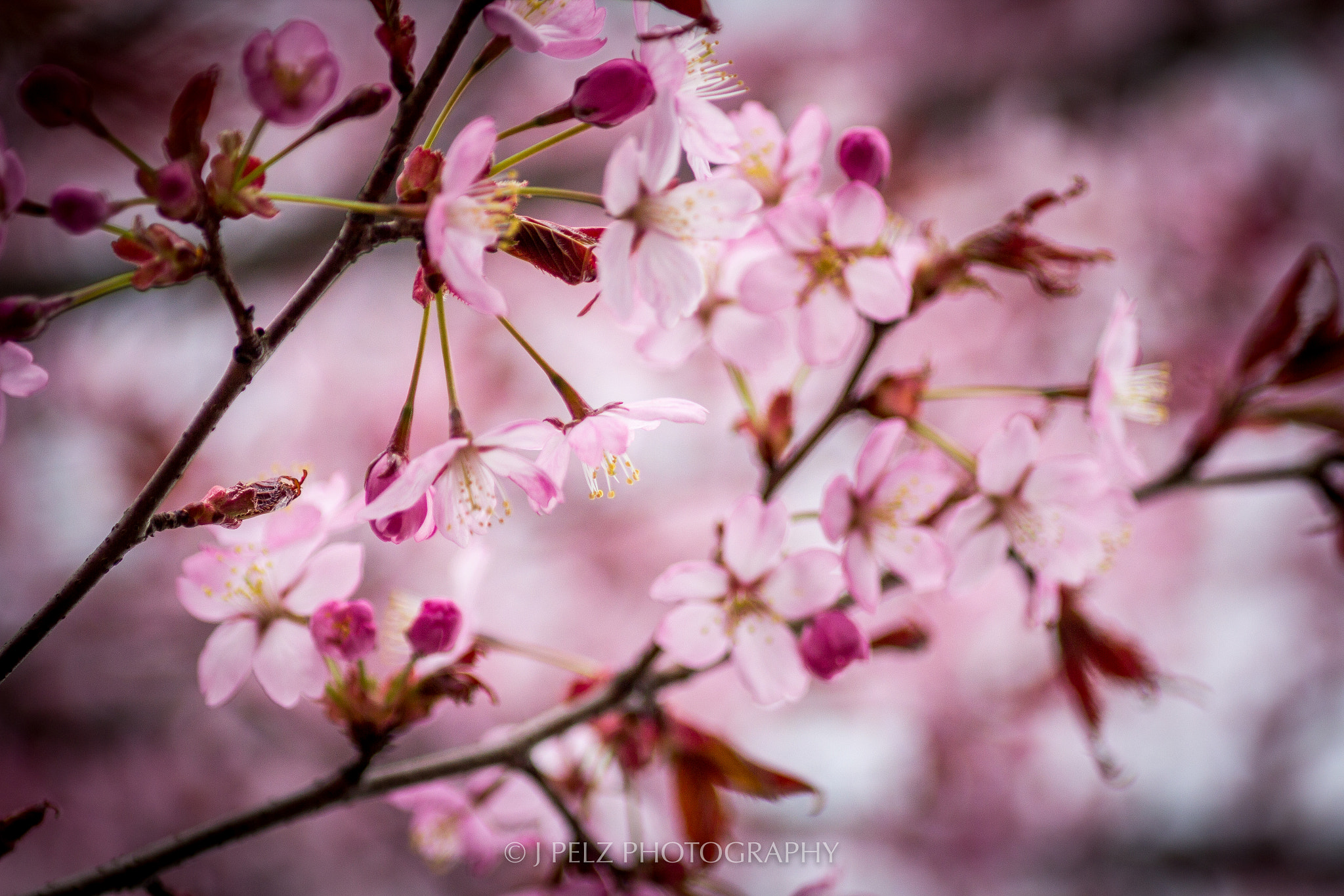 Canon EOS 60D + Canon EF 100mm F2.8 Macro USM sample photo. Cherry blossom photography