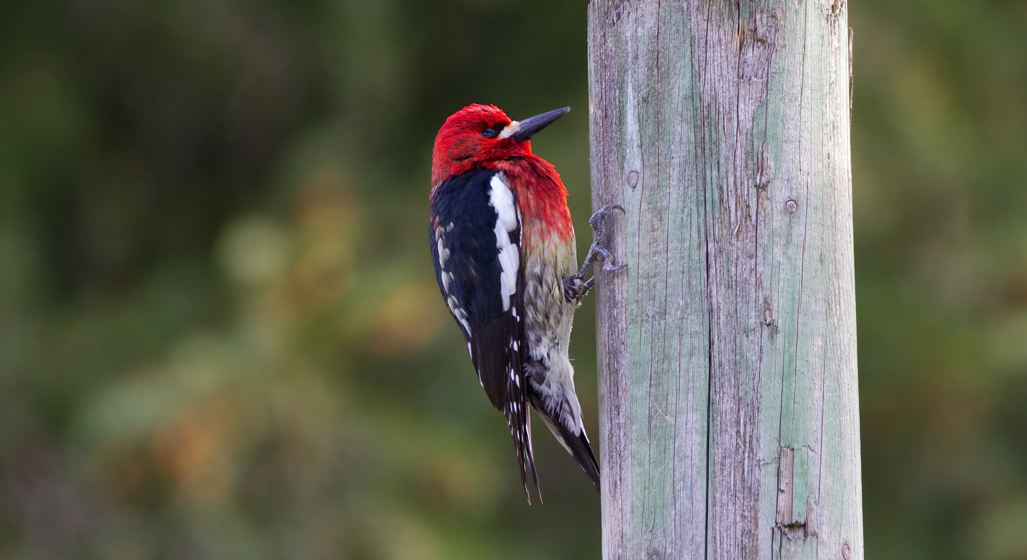 Sigma 150-600mm F5-6.3 DG OS HSM | C sample photo. Red-breasted sapsucker photography