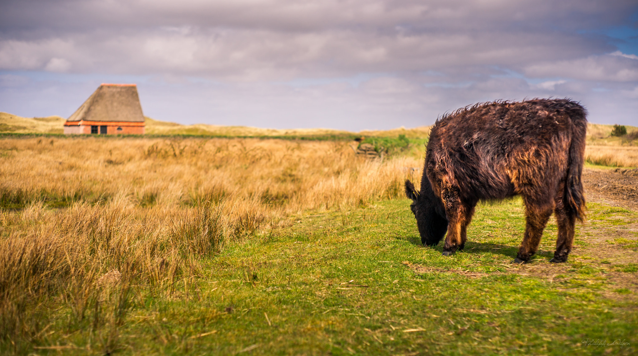 Sony Alpha DSLR-A850 sample photo. Fields of texel photography