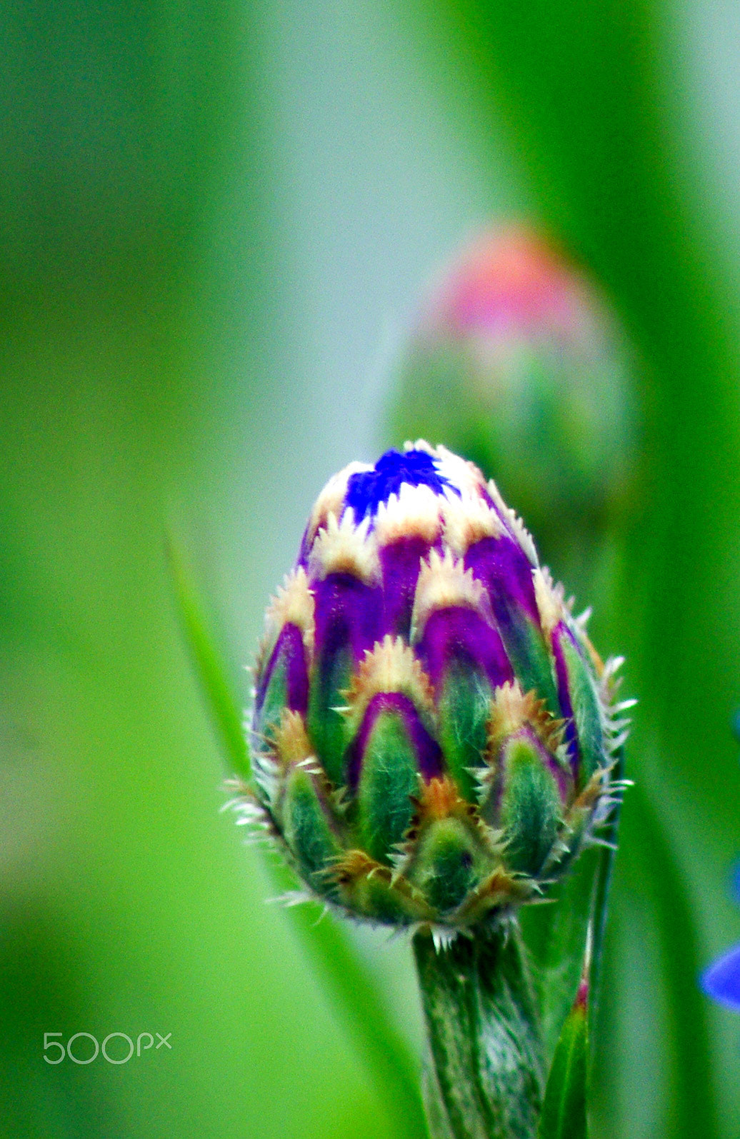 Pentax K-r + Tamron AF 70-300mm F4-5.6 Di LD Macro sample photo. Budding cornflower photography