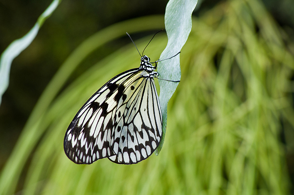 Pentax smc DA 55-300mm F4.0-5.8 ED sample photo. Papillon photography