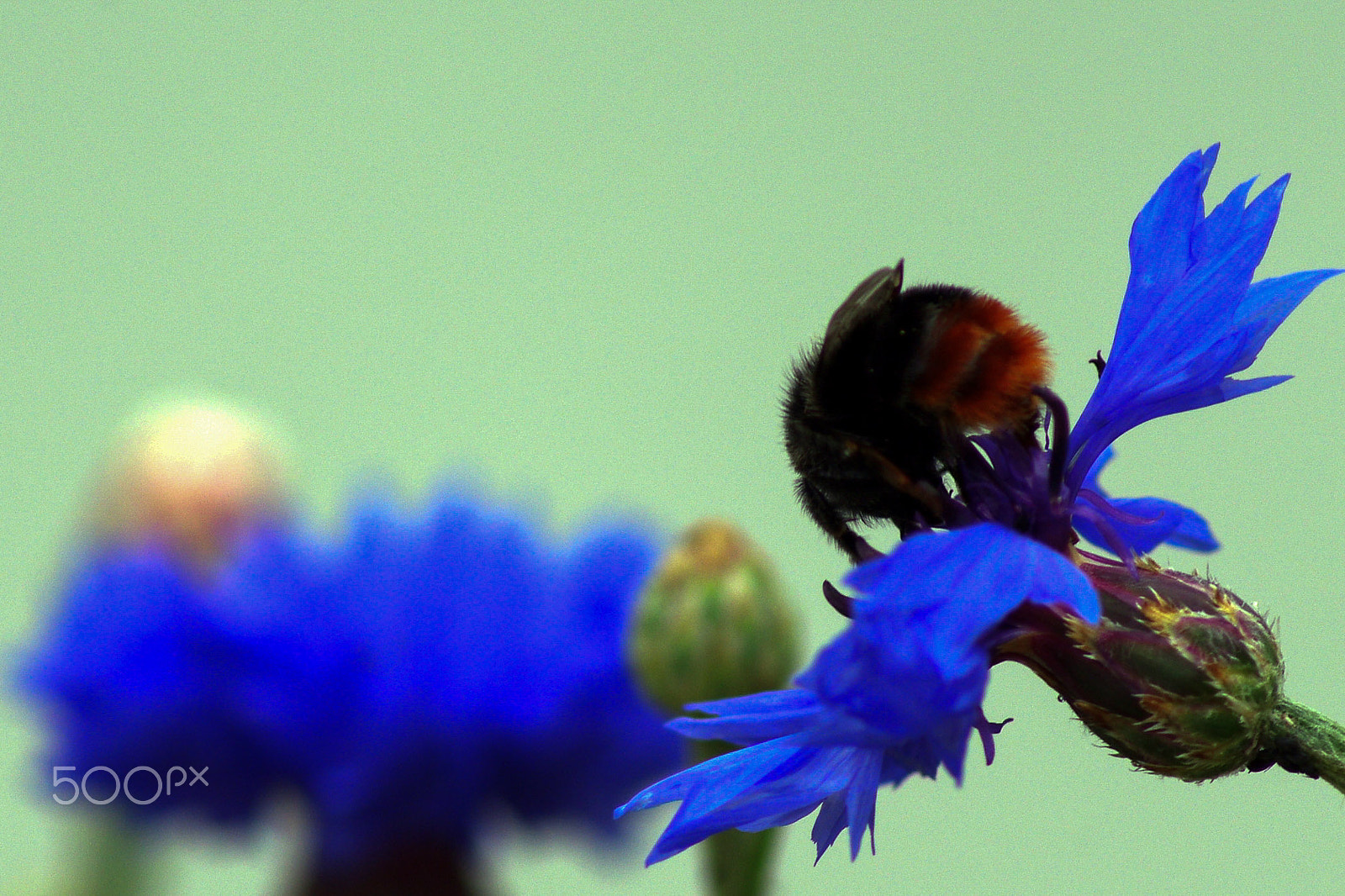 Pentax K-r + Tamron AF 70-300mm F4-5.6 Di LD Macro sample photo. Bee on cornflower photography