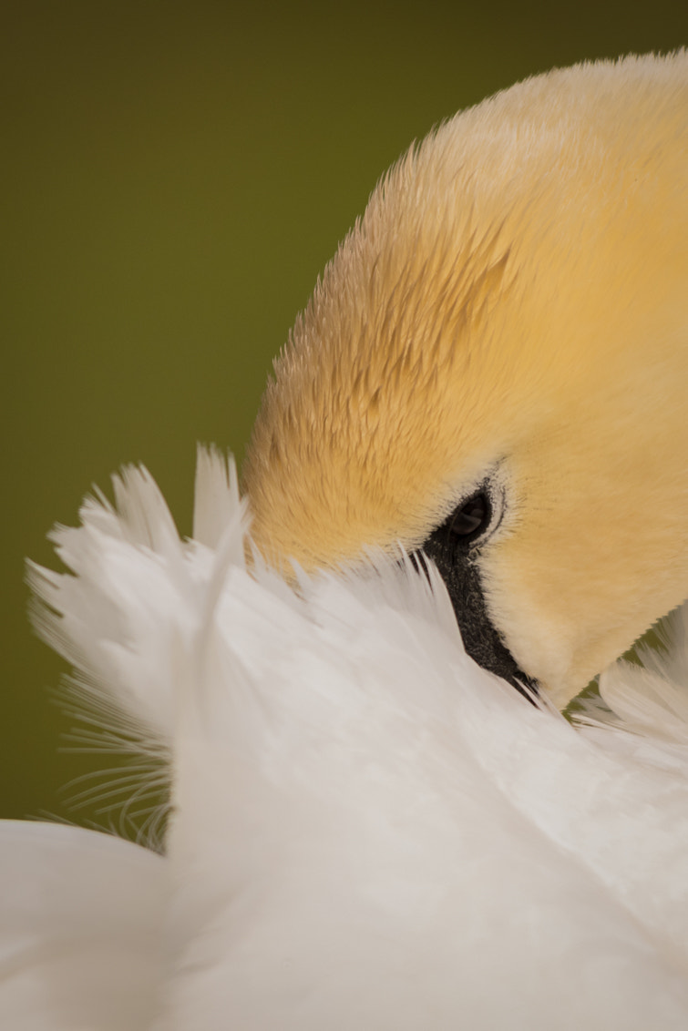 Sigma 150-500mm F5-6.3 DG OS HSM sample photo. Swan cleaning his feathers... photography