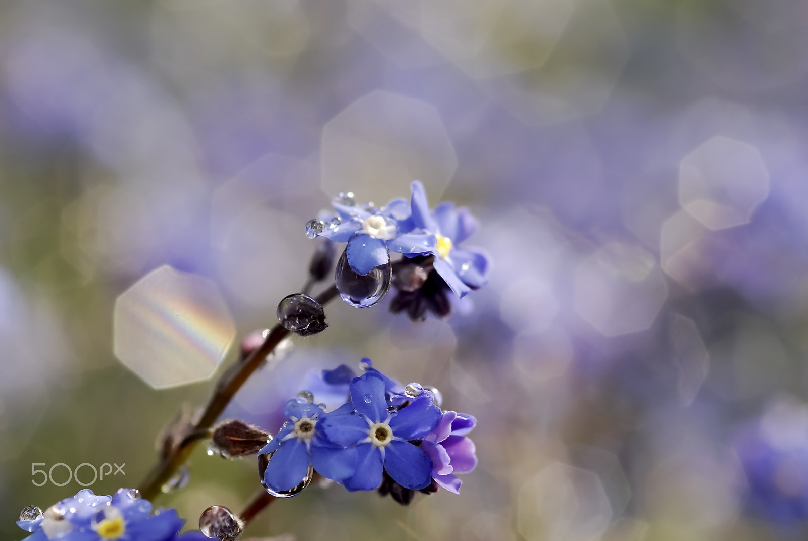 Nikon D80 + AF Micro-Nikkor 105mm f/2.8 sample photo. Myosotis fun photography
