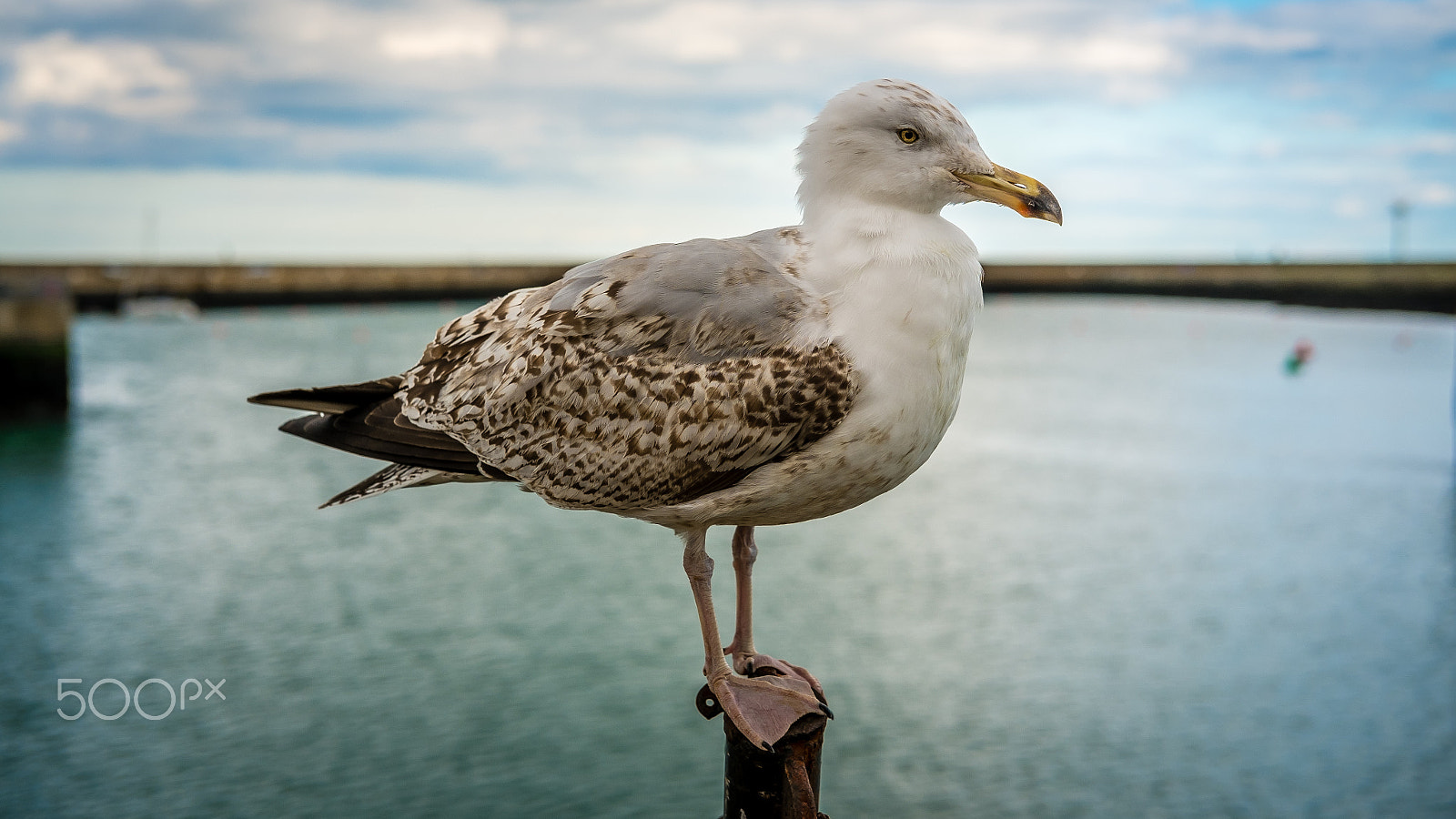 Fujifilm X-E1 + Fujifilm XF 35mm F2 R WR sample photo. Seagull photography