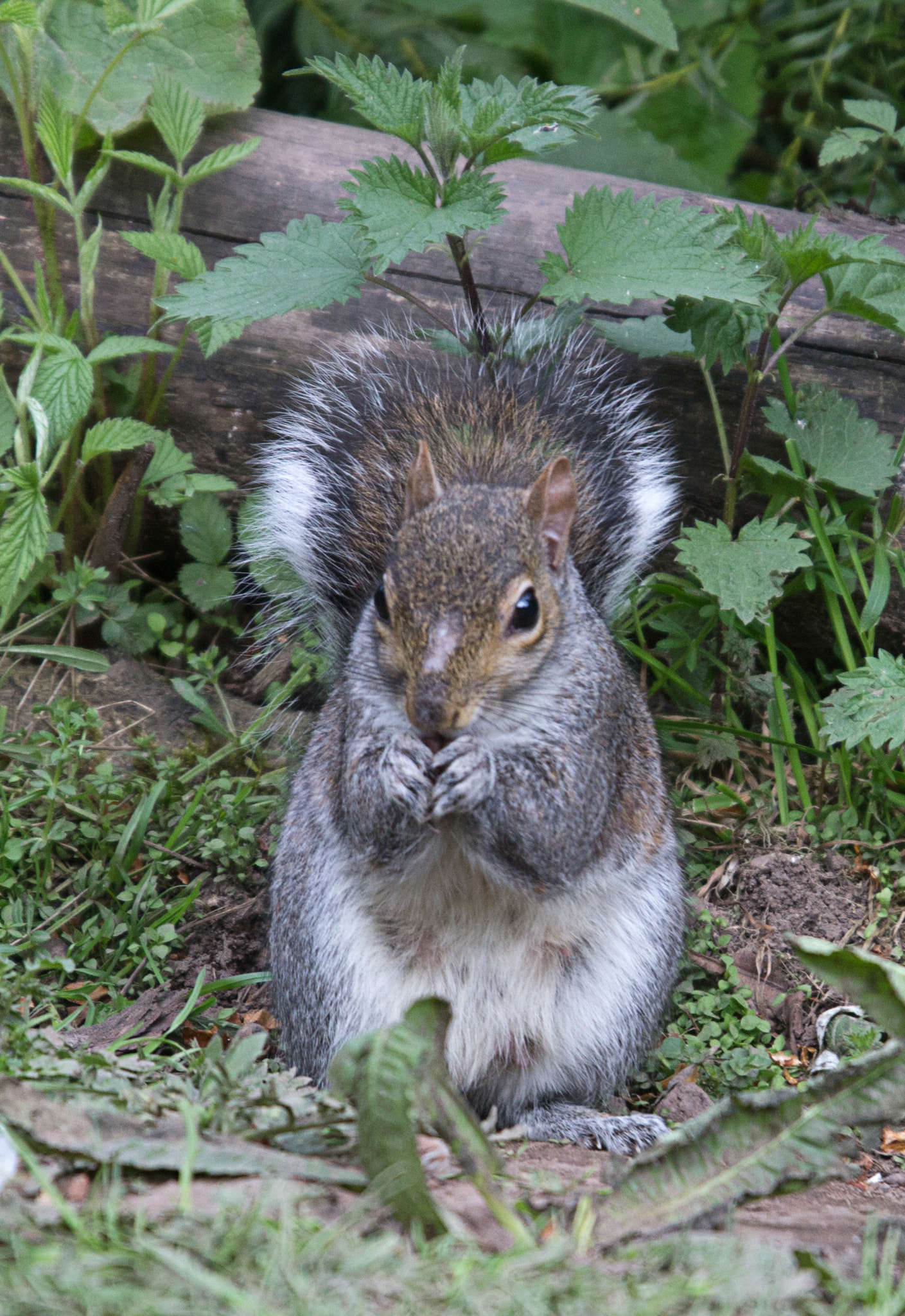 Sigma 50-500mm f/4-6.3 APO HSM EX sample photo. Grey squirrel photography