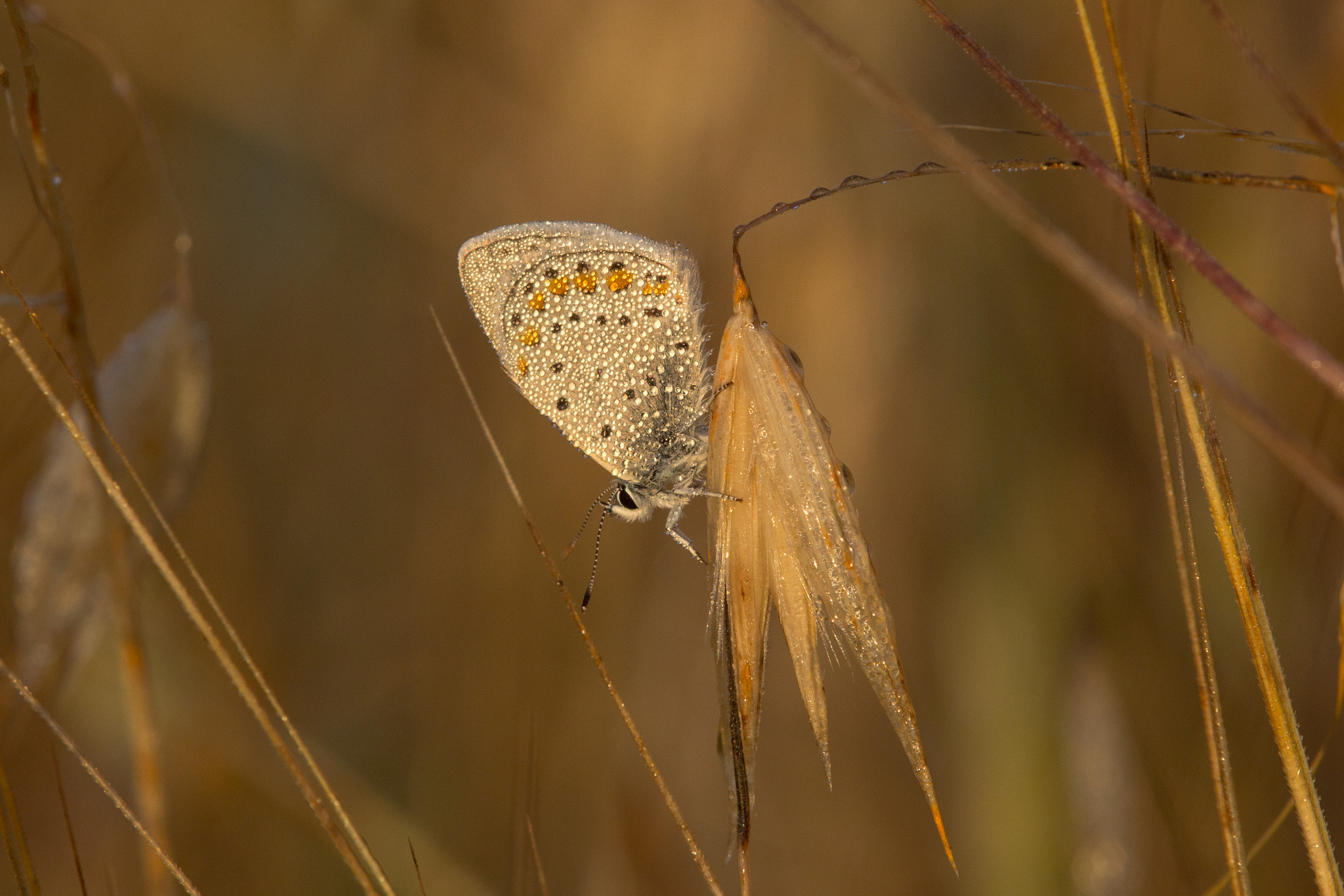 Tamron SP AF 180mm F3.5 Di LD (IF) Macro sample photo. Common blue photography